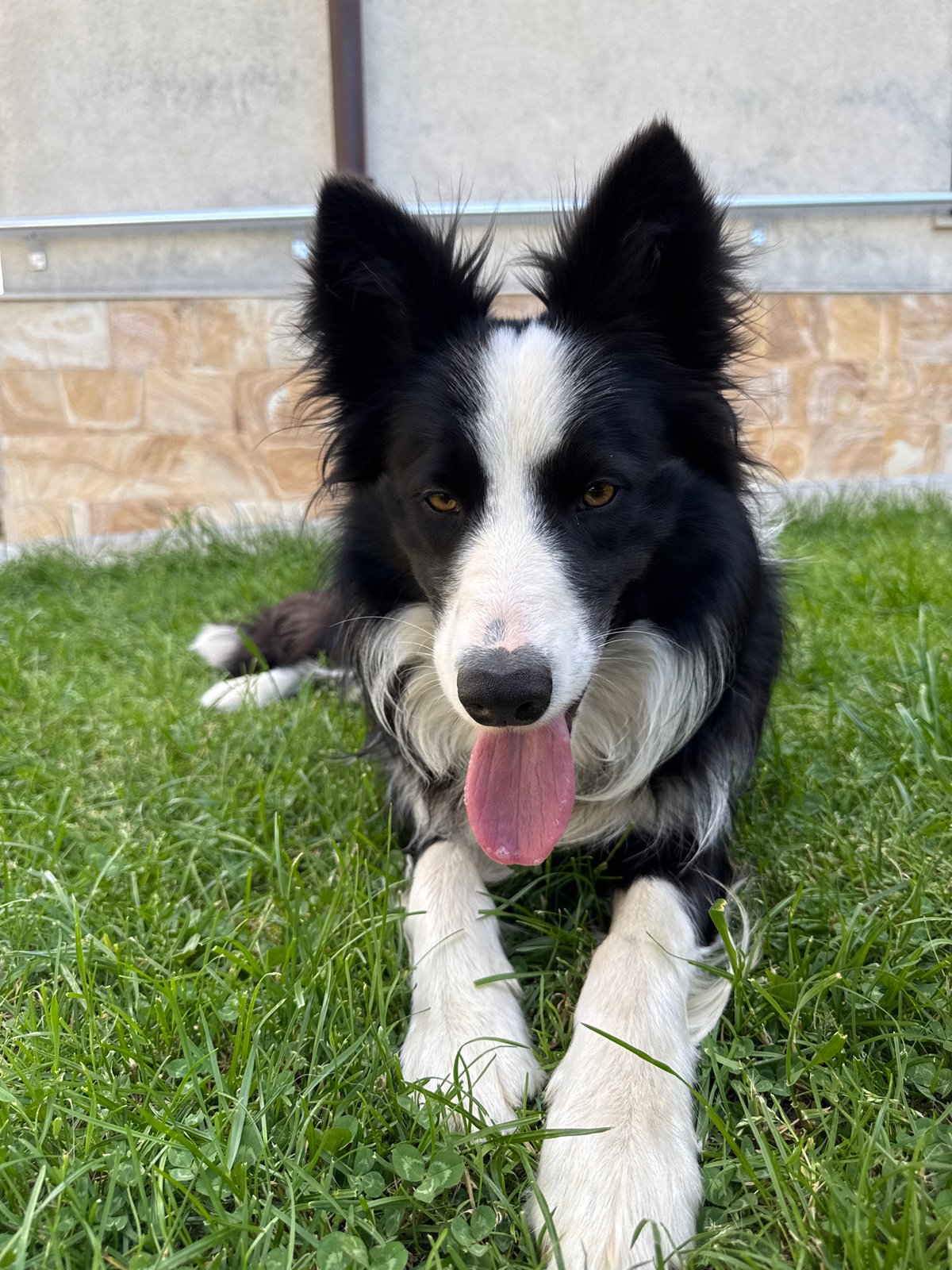 Border Collie enjoys sunny morning in Bulgarian town