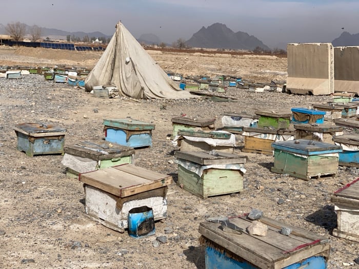 Afghan beekeepers tend colorful hives in desert landscape