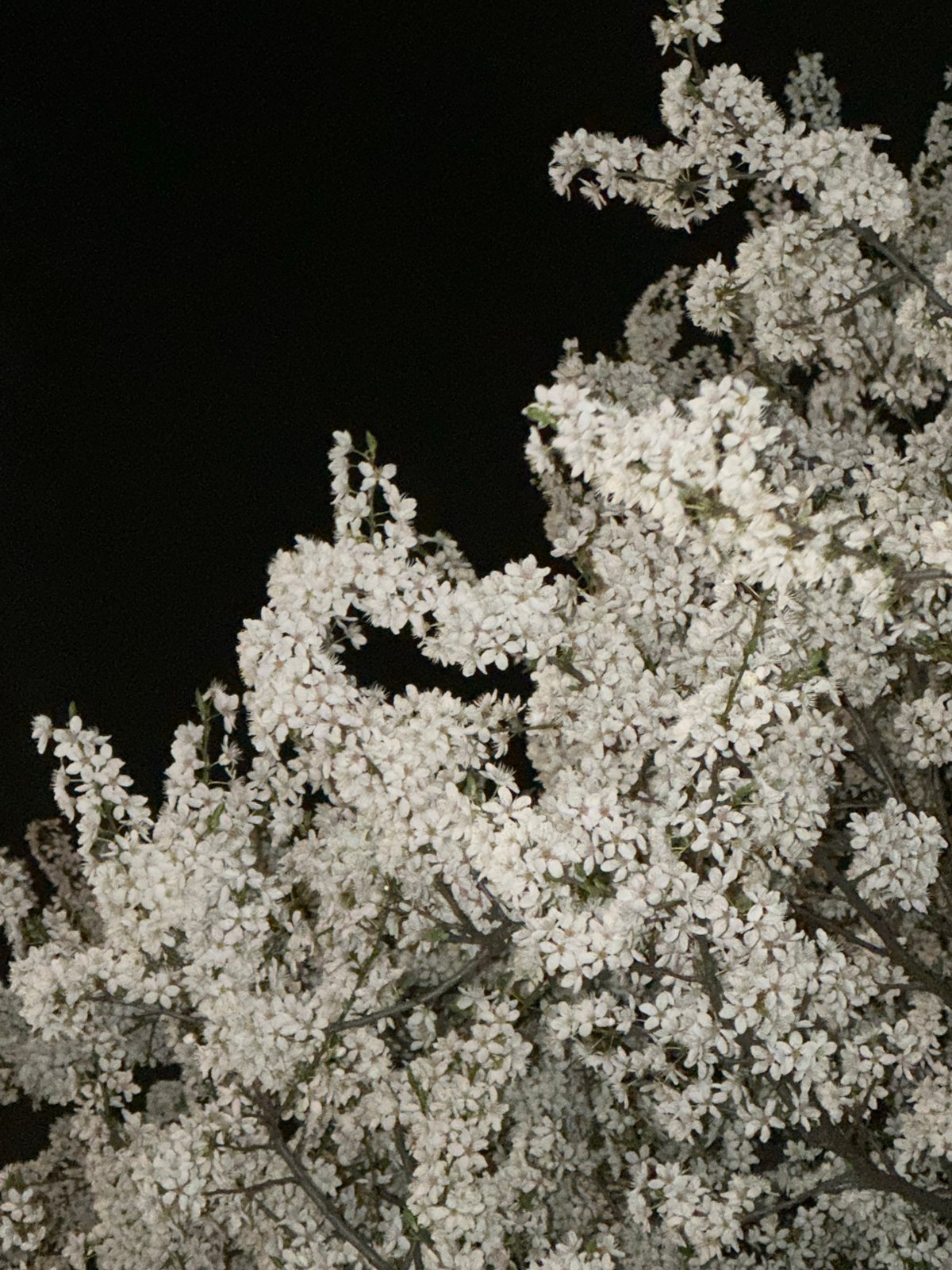 White blossoms photographed on flowering tree in Sofia