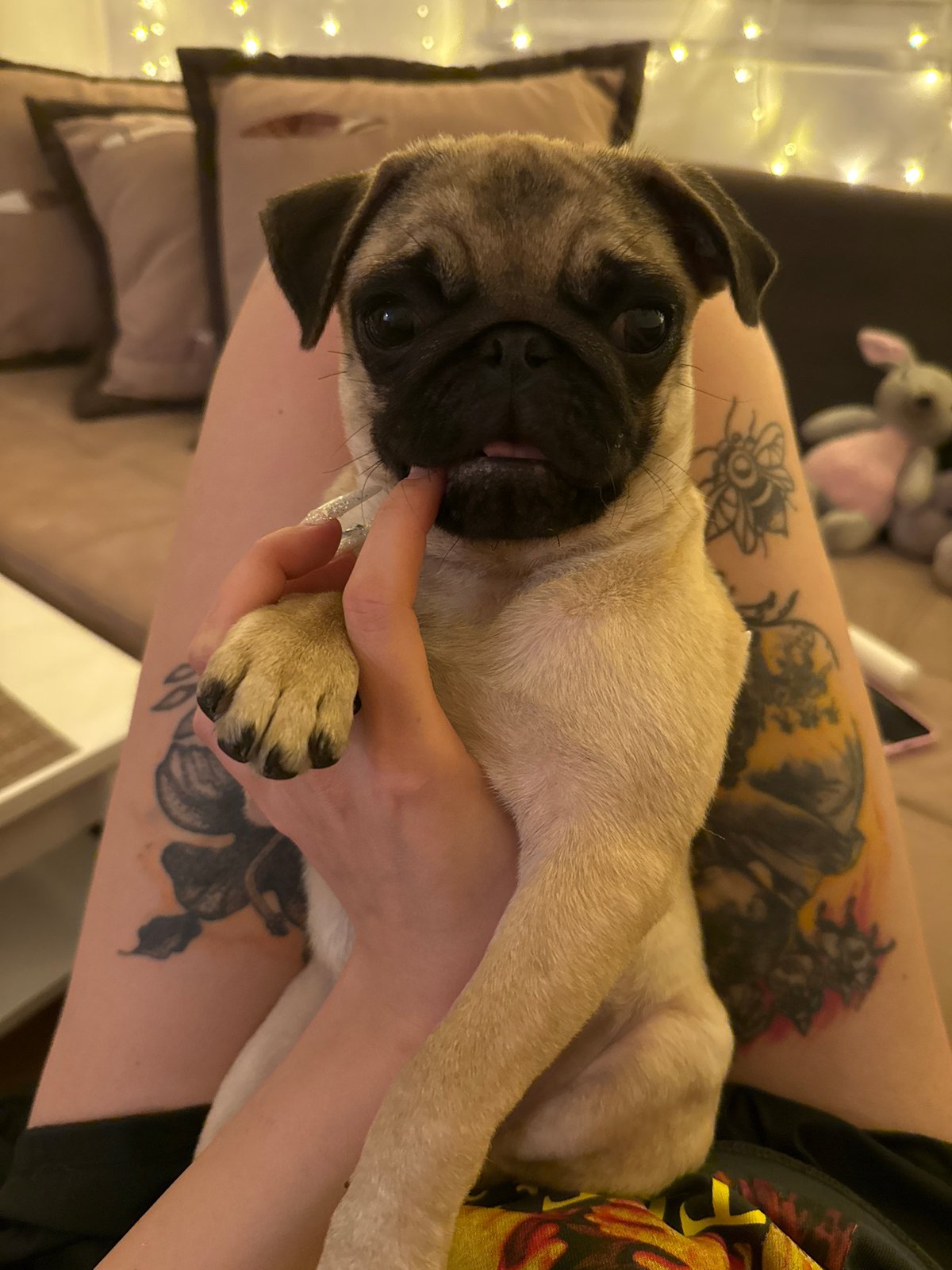 Pug relaxes on furniture in documented three-minute sequence