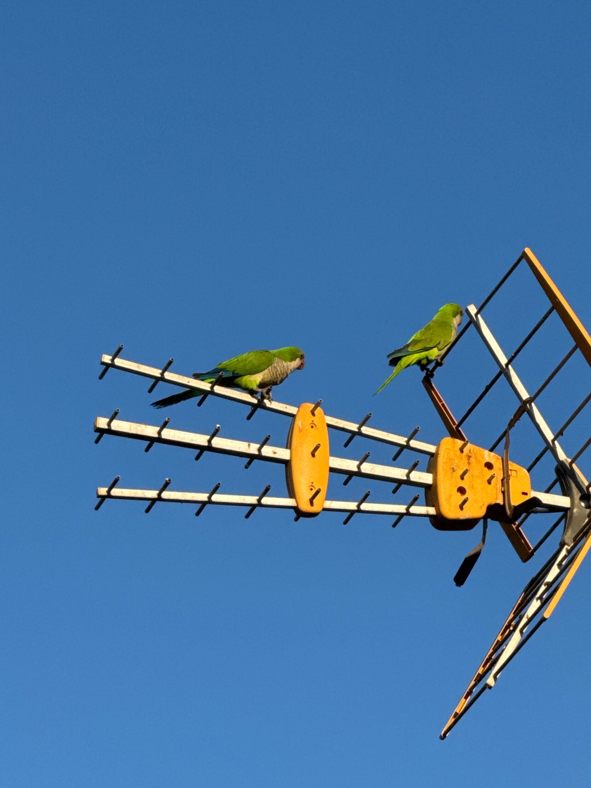 Torrevieja at dusk: parakeets, hibiscus, cats, and street dogs