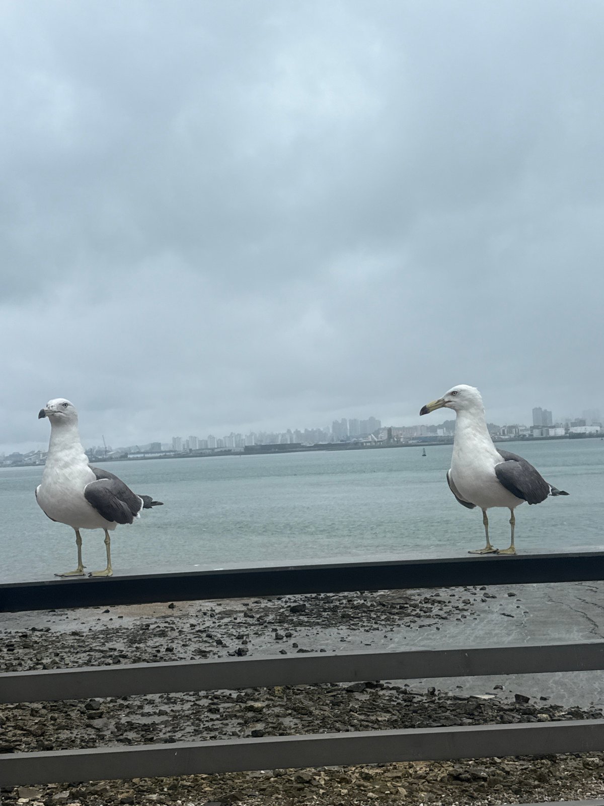 Overcast morning around Incheon's waterfront, seagulls and wet streets