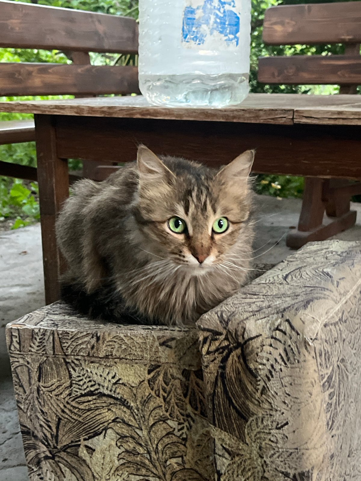 16 cats, all green eyes, all doing cat things
