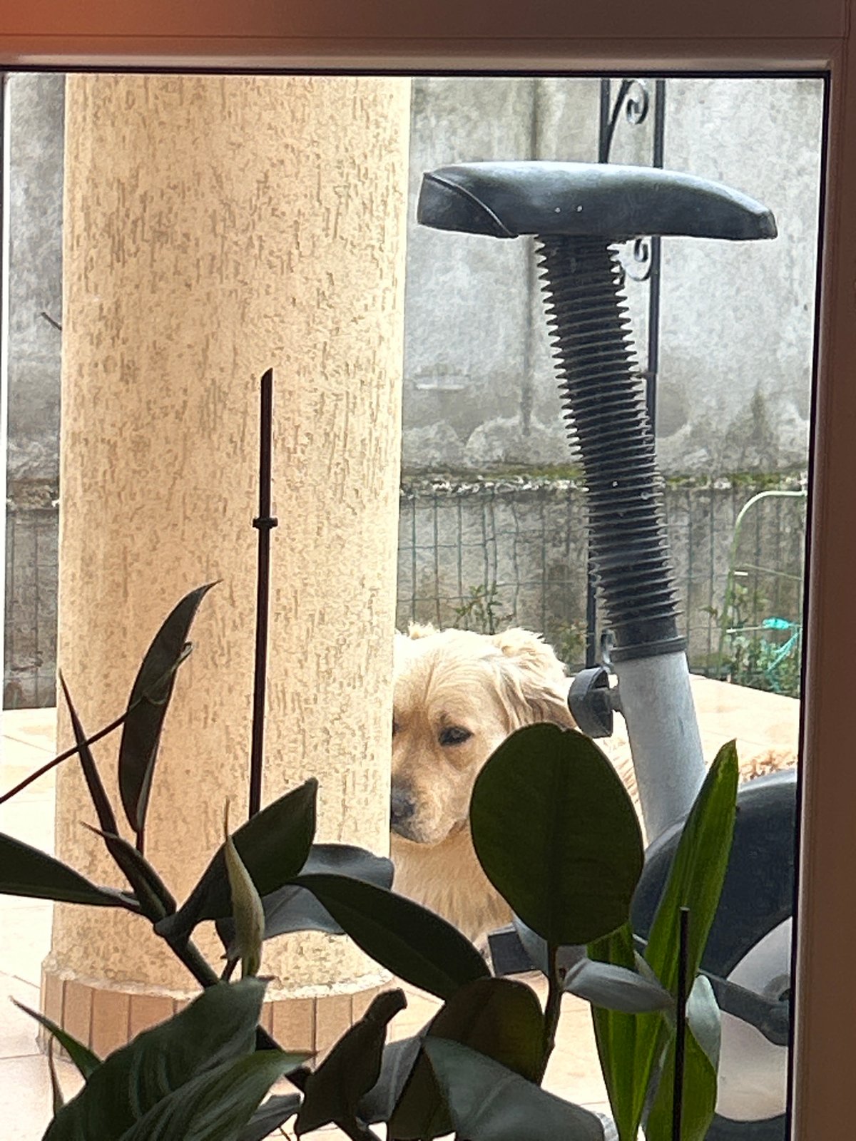 Golden retriever spotted outside Sofia residence seeking attention