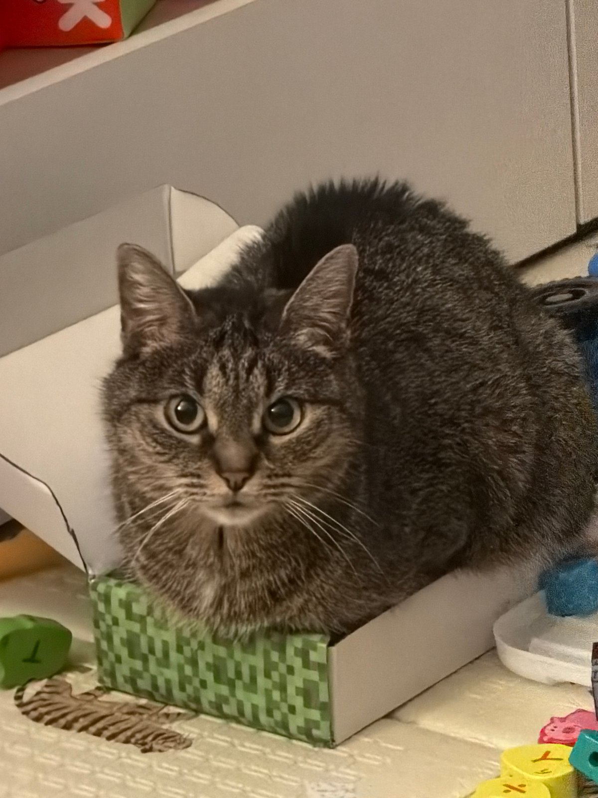 Tabby cat peers out from a box in Odintsovo