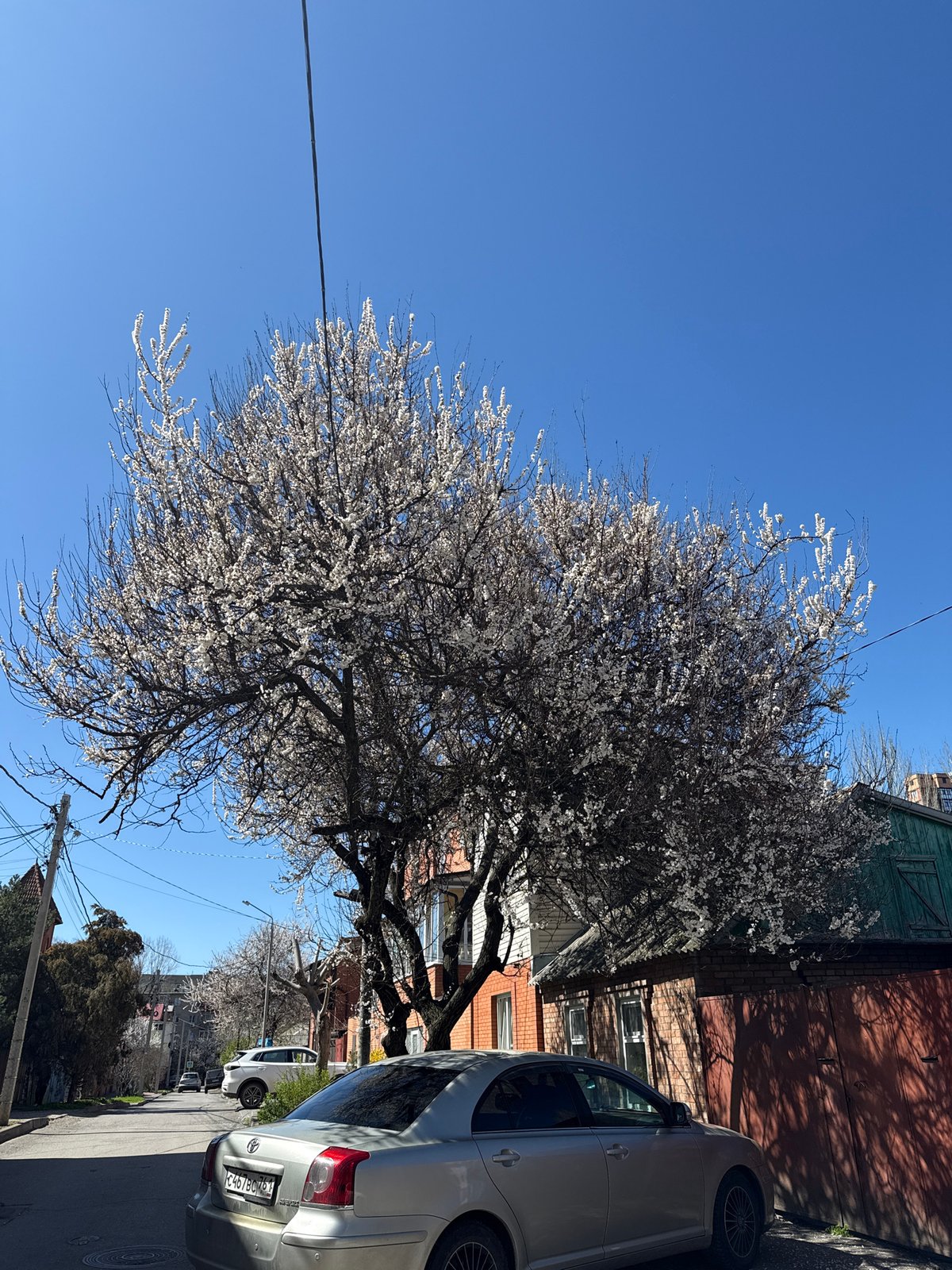 Spring blossoms observed on Rostov-on-Don street