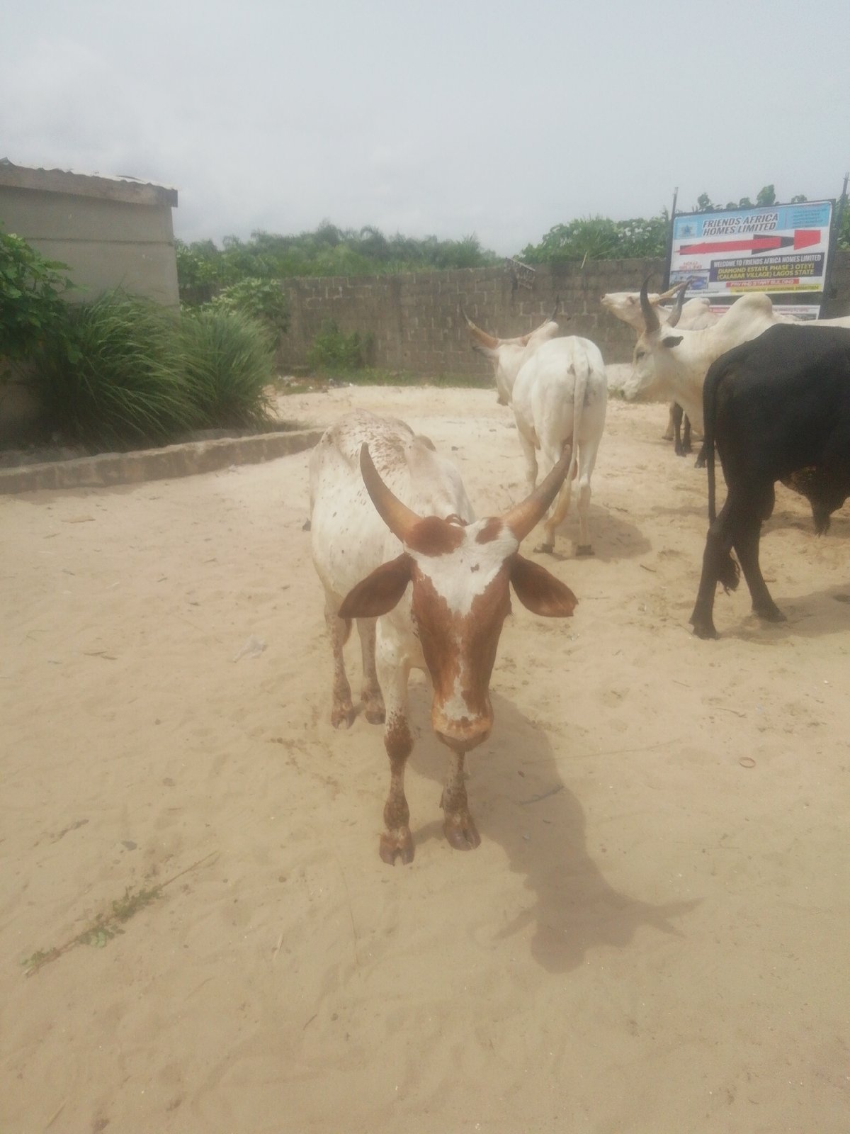 Cattle spotted on sandy streets in Lagos