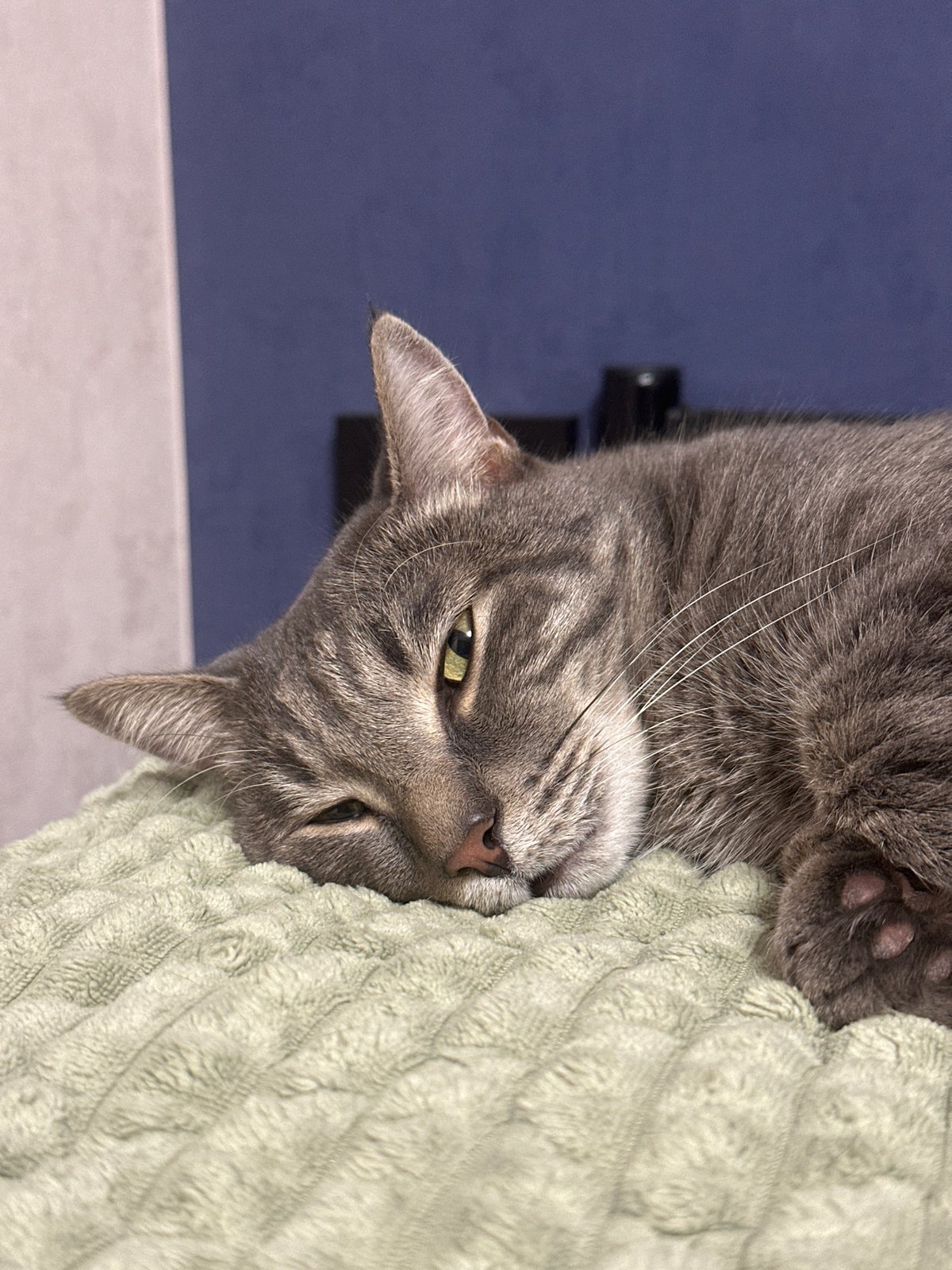 Grey tabby cat rests on green blanket in Krasnoyarsk