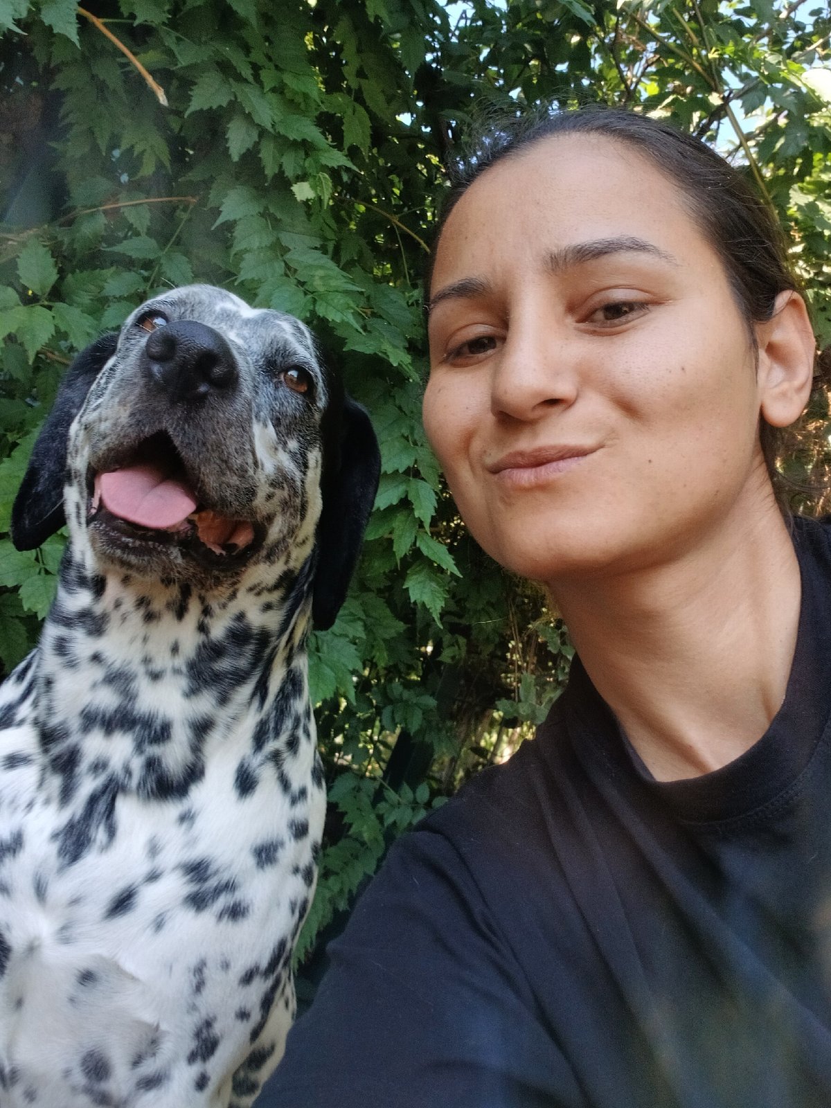 Dalmatians and dogs relaxing and playing outdoors