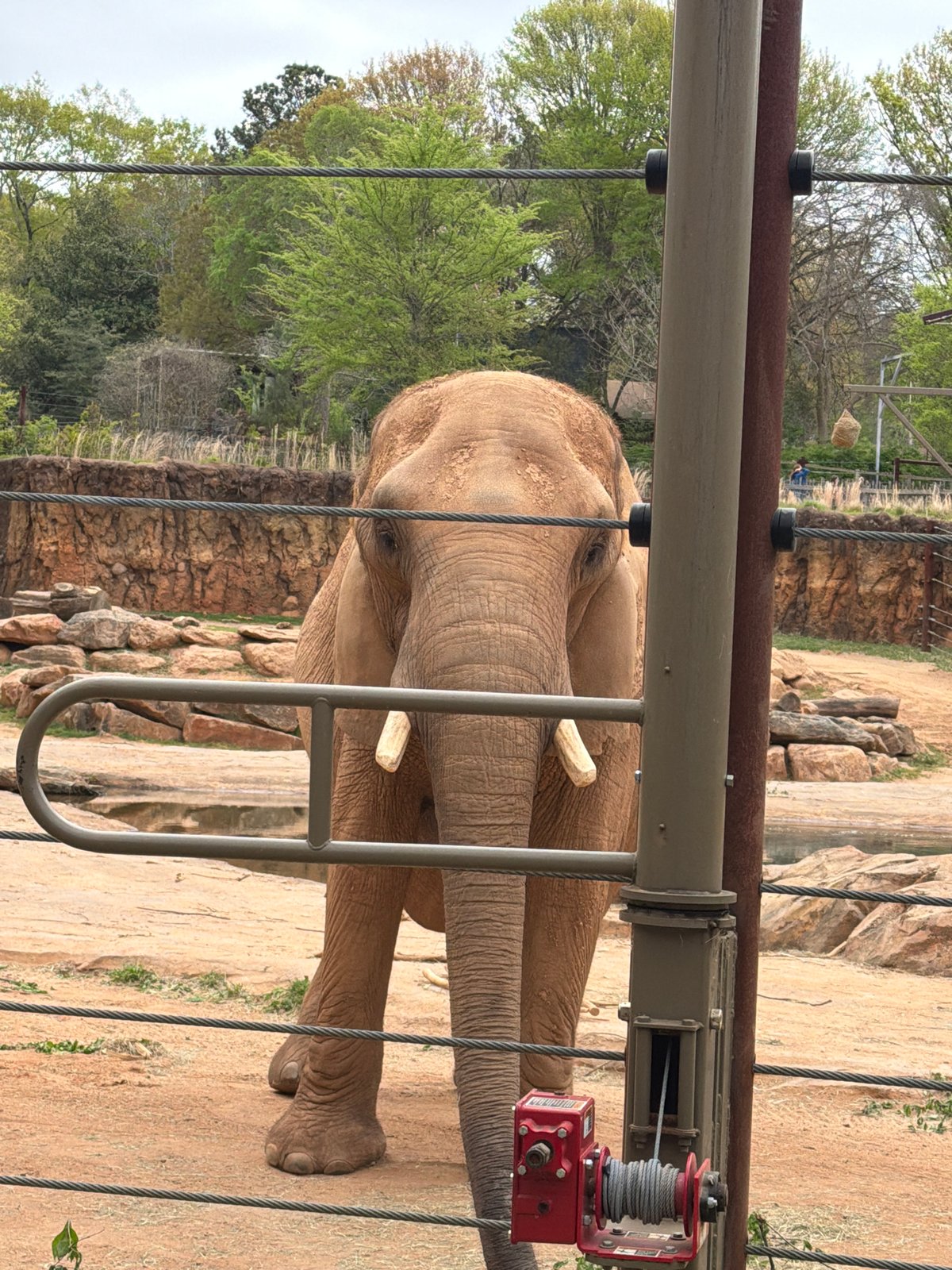 Zoo Atlanta visitors document diverse animal species during afternoon visit