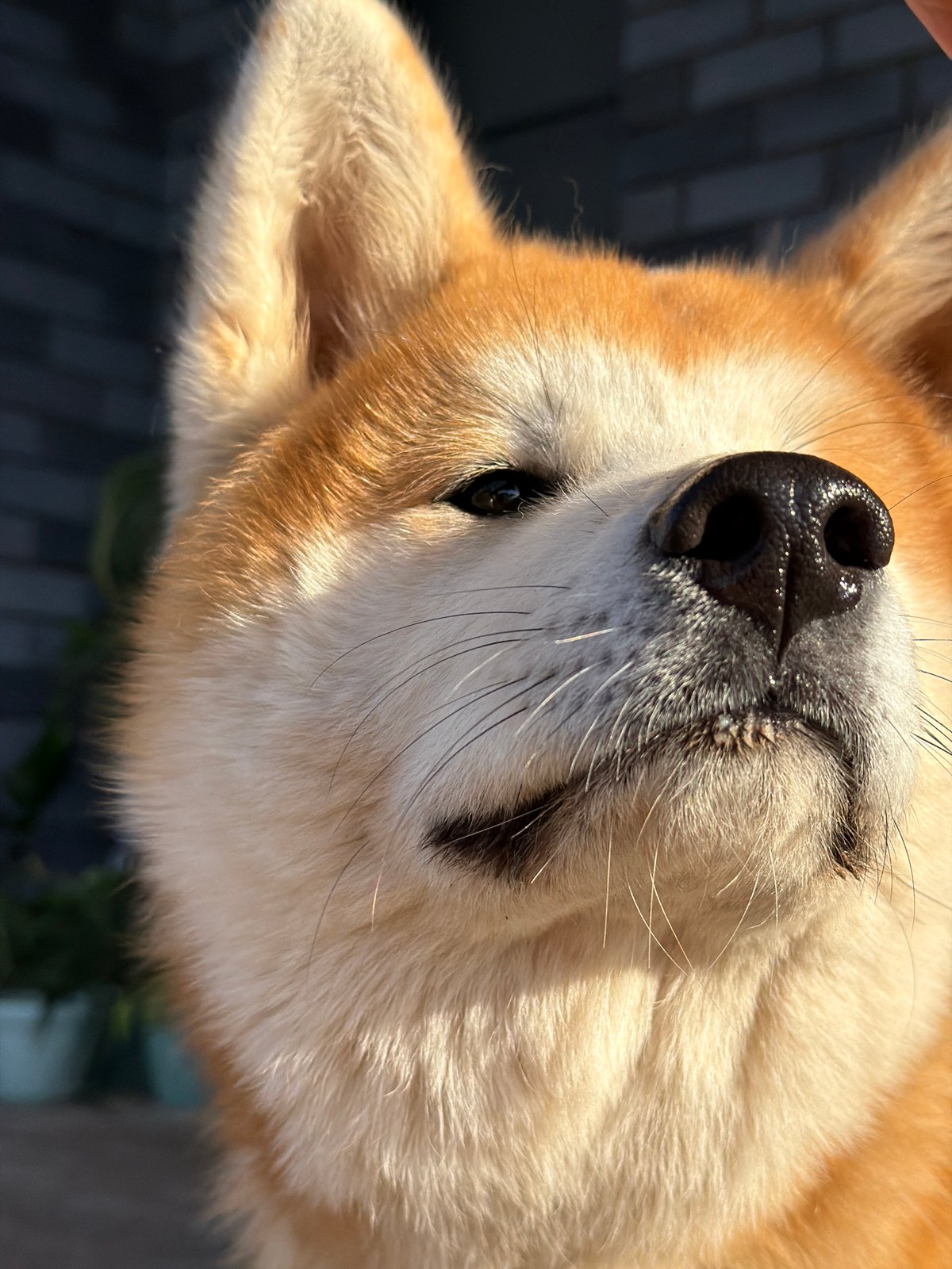 Summer afternoon in Chaikovsky: strawberries, an Akita, and sunshine