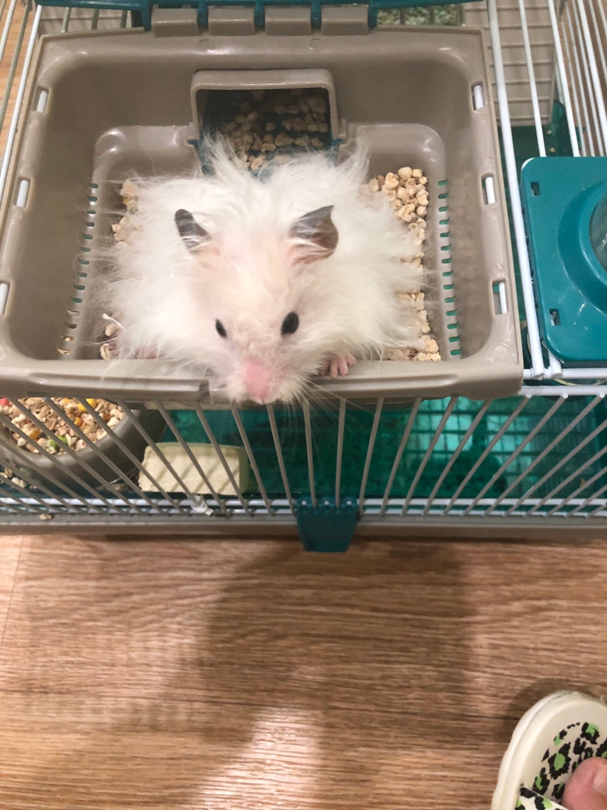 White hamster chilling in its cage, Solikamsk