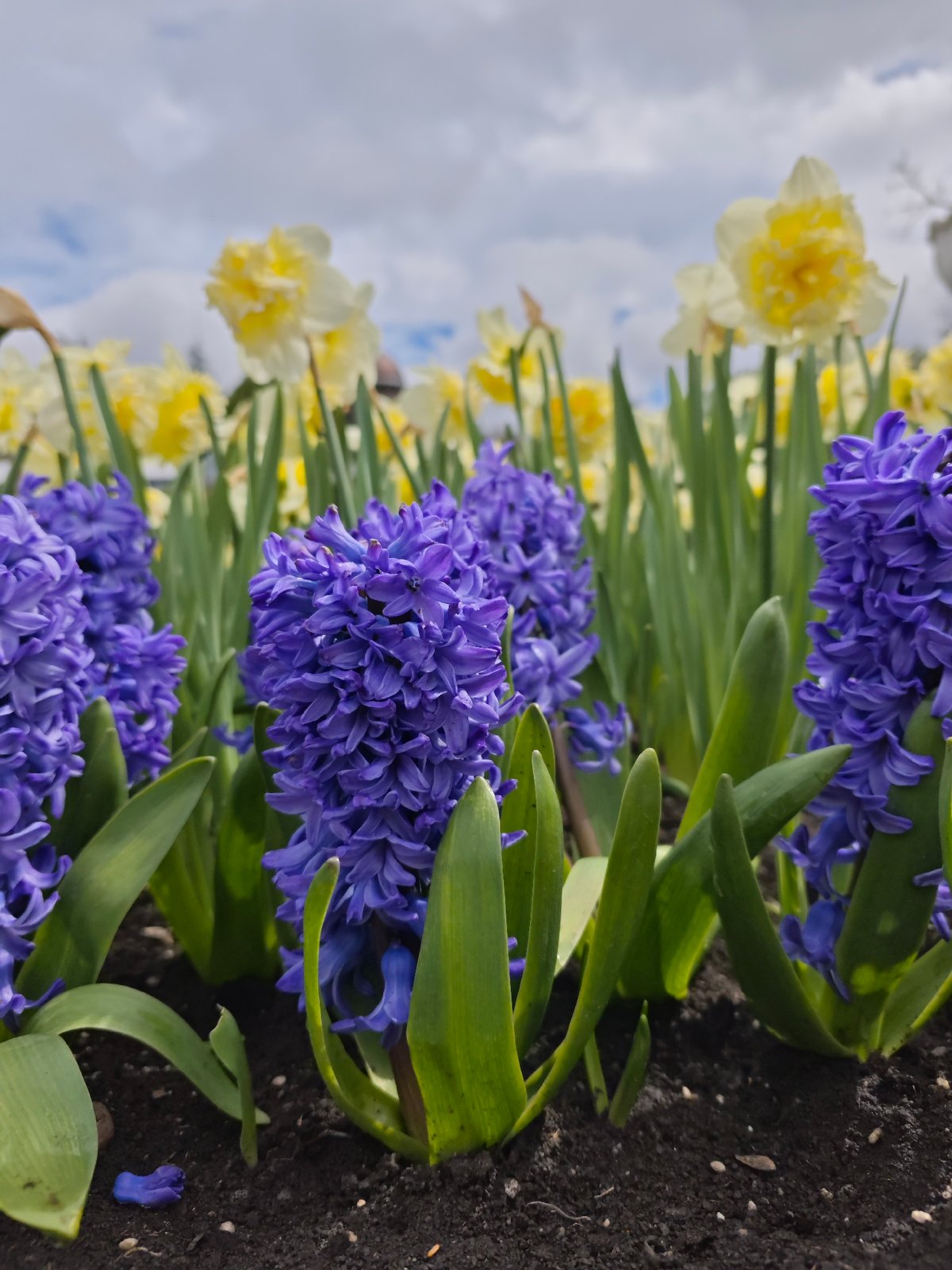 Spring flowers bloom in Pyatigorsk garden beds