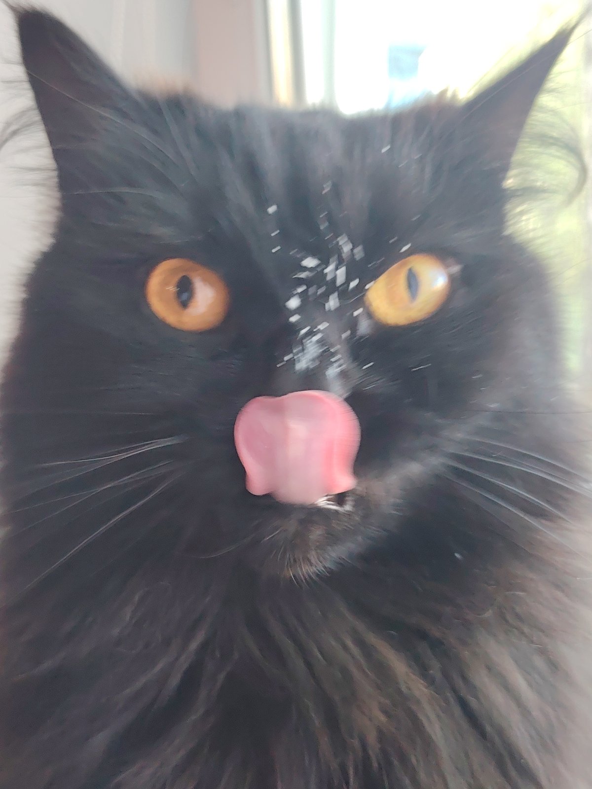 Black cat with tongue out photographed near window