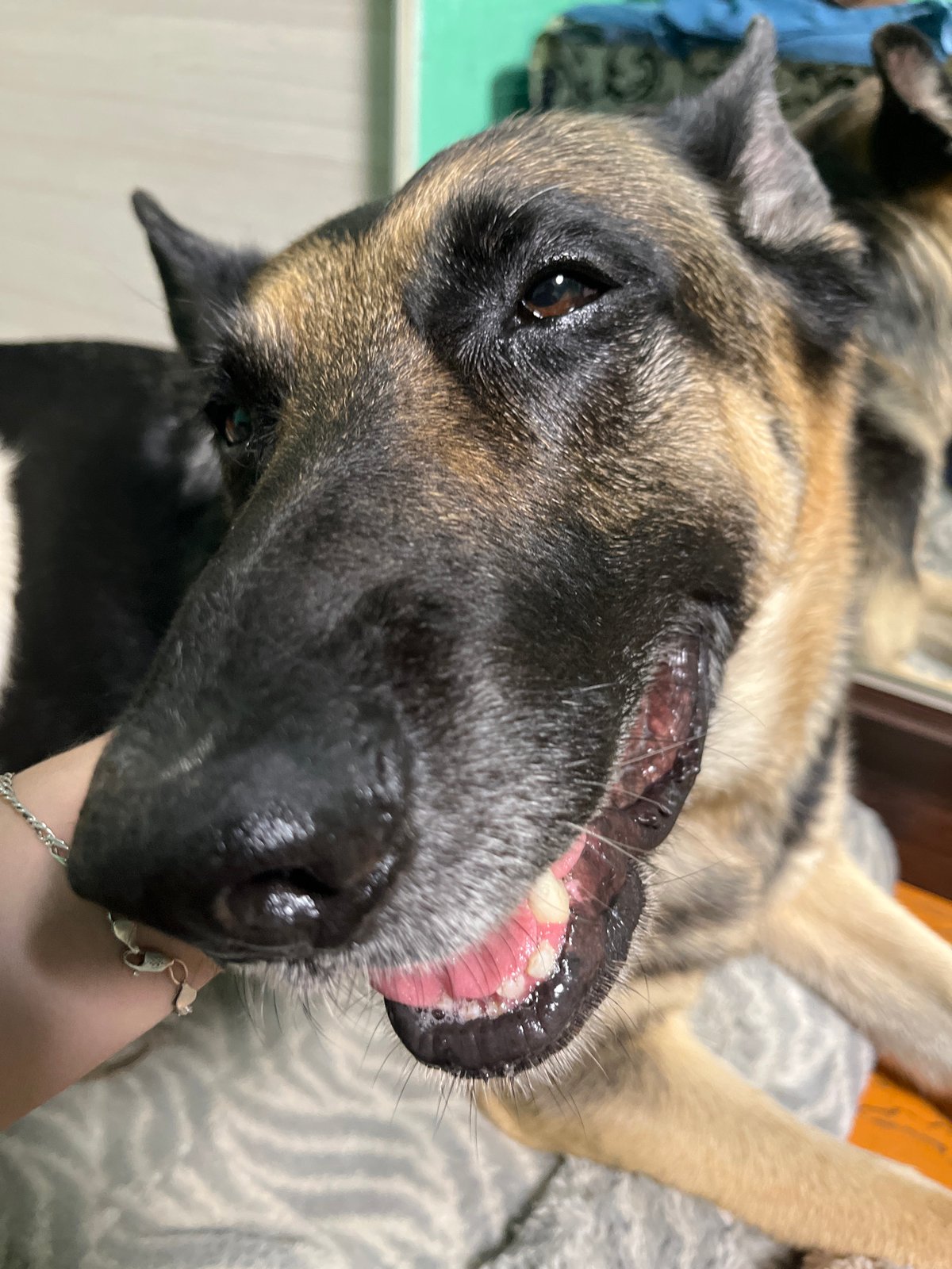 Dogs rest and receive care in Nizhny Tagil home