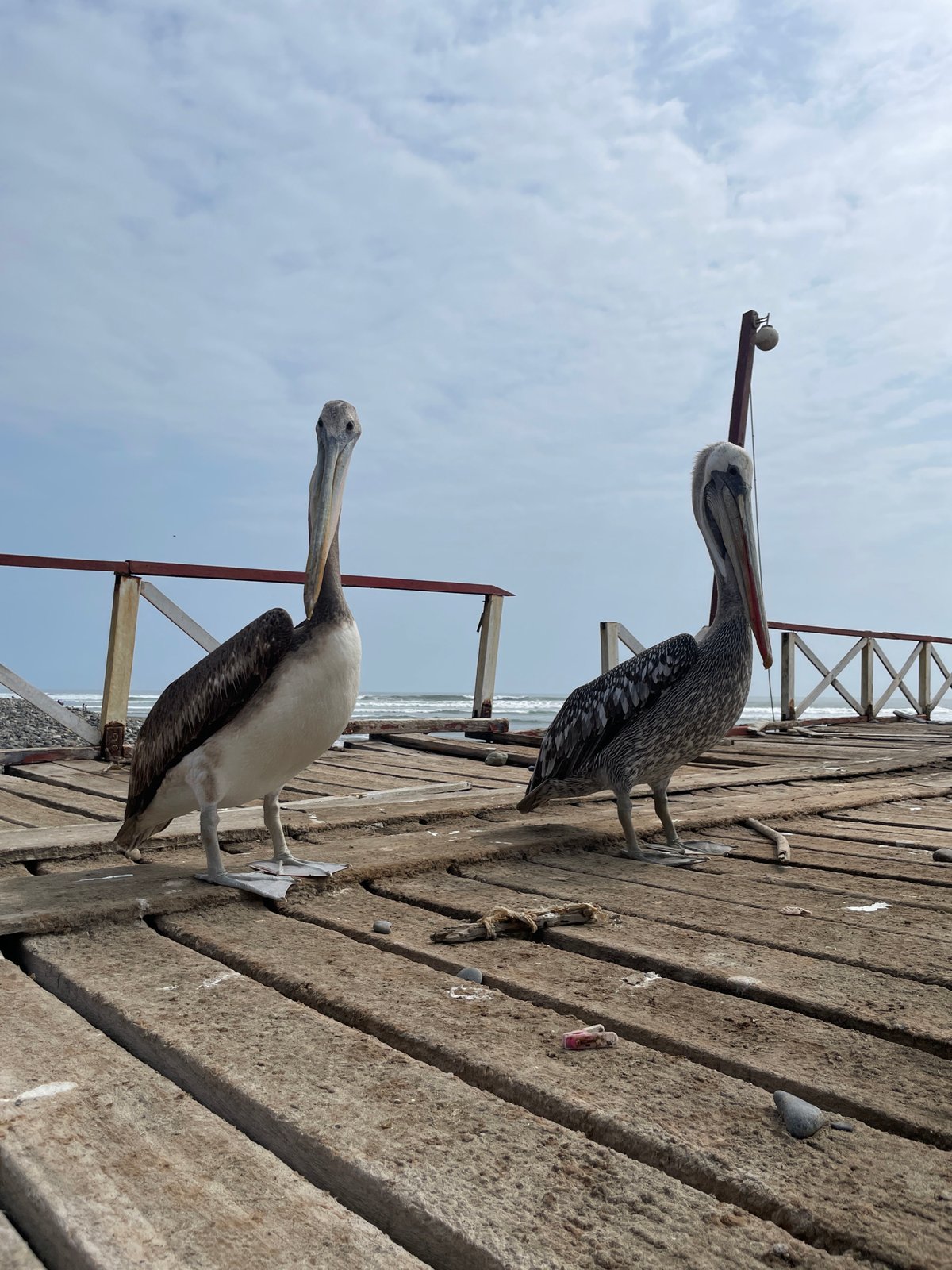 Two pelicans posted up on a Huanchaco pier