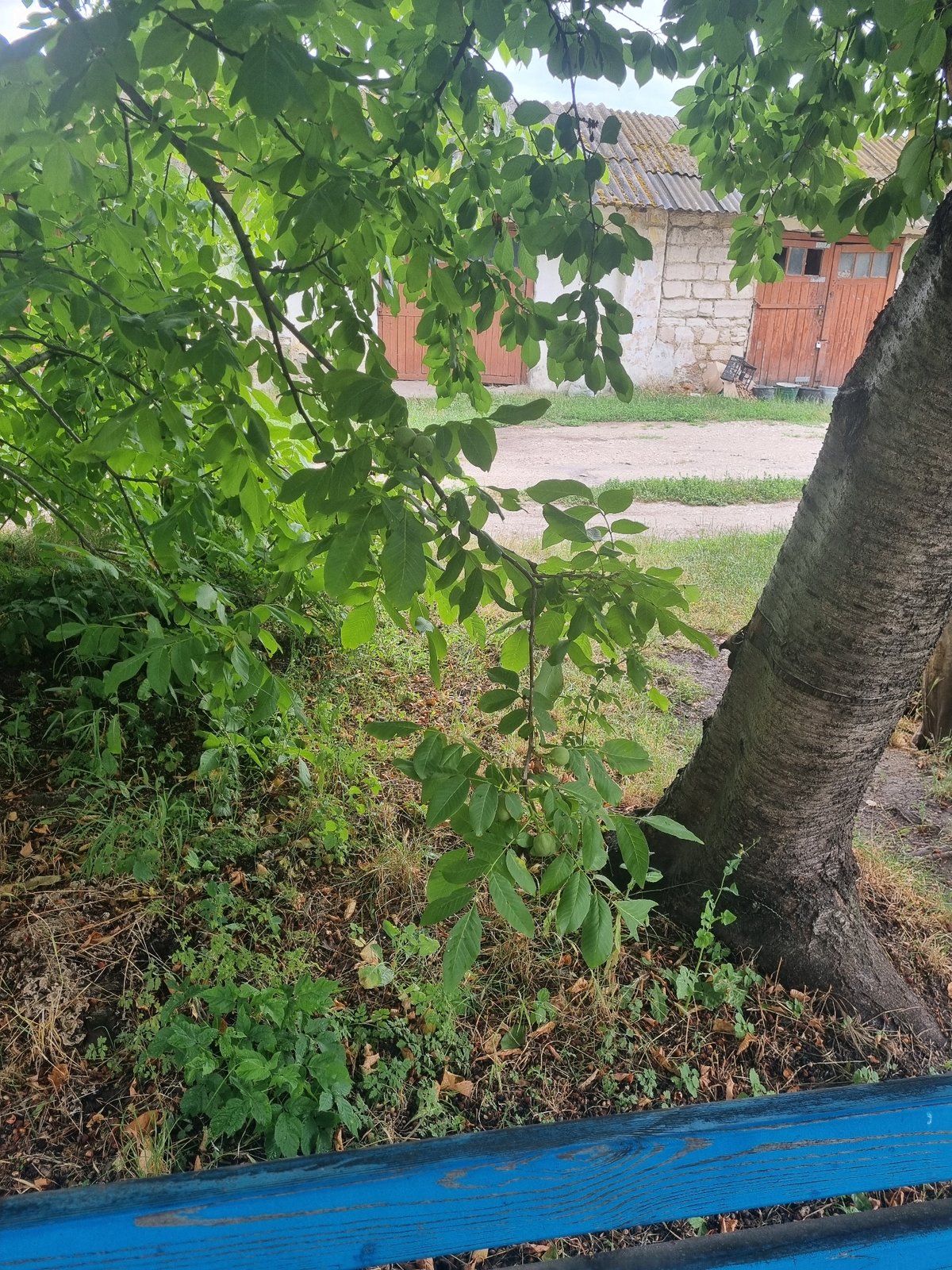 Rainy afternoon in a green urban space, cat on a bench