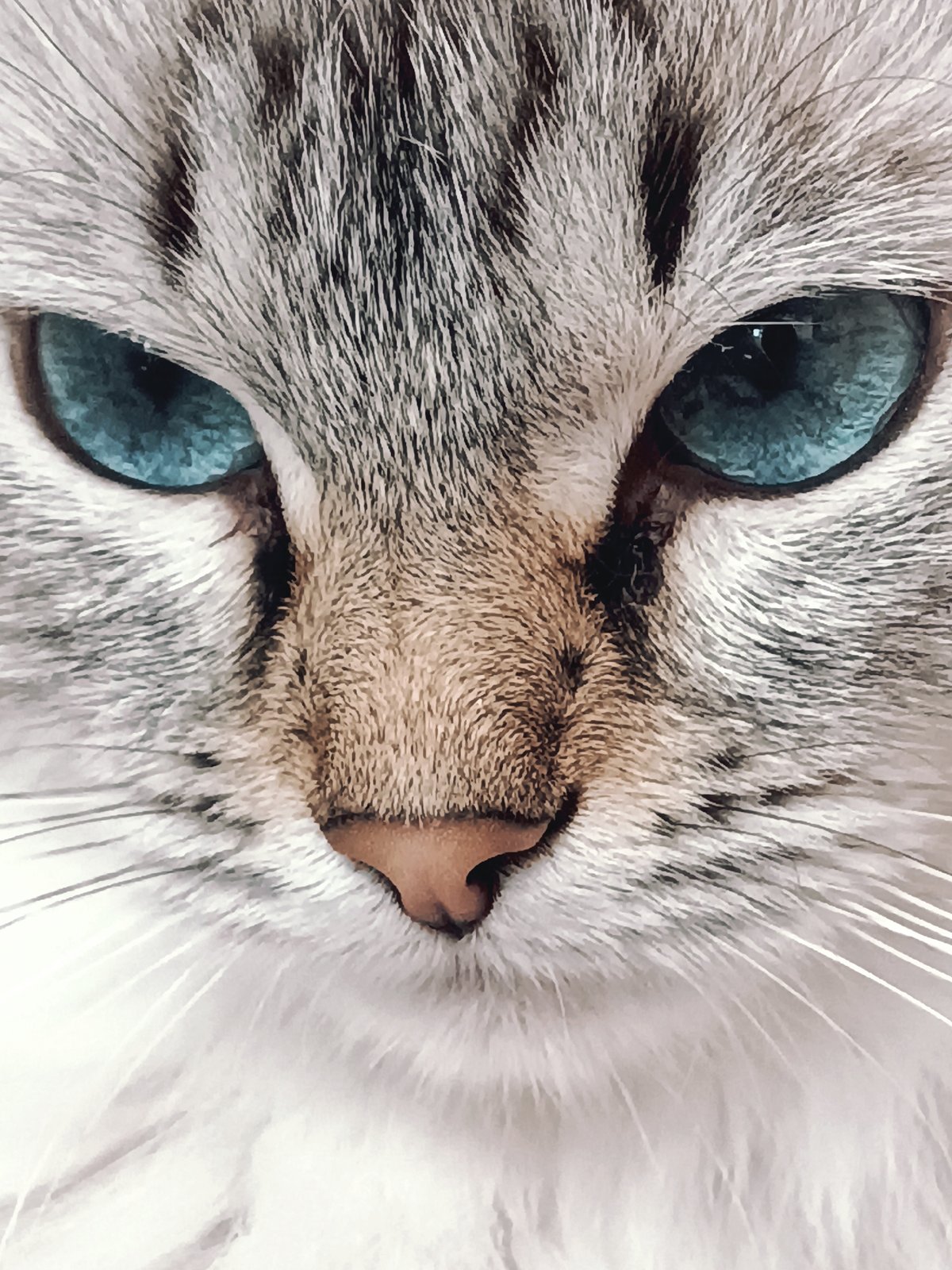 Cat portraits, a sunny day, and domestic life in Noviy, Russia