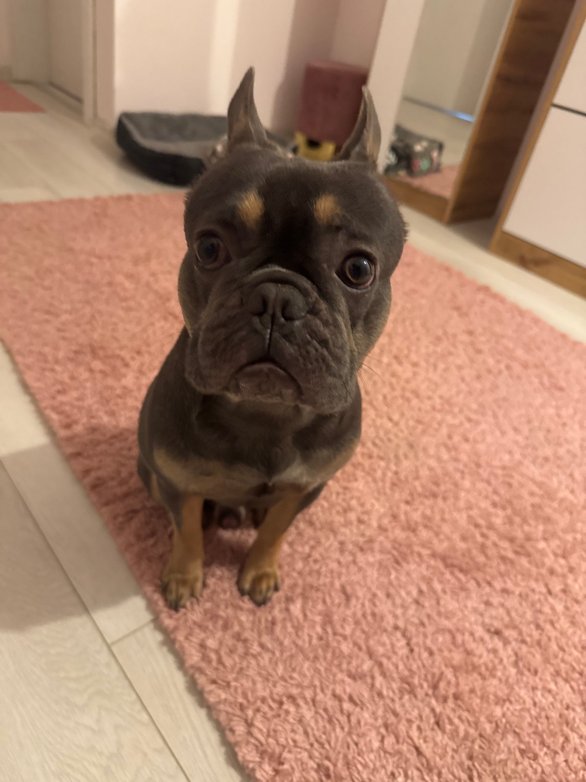 French Bulldog puppies photographed indoors in Burgas, Bulgaria