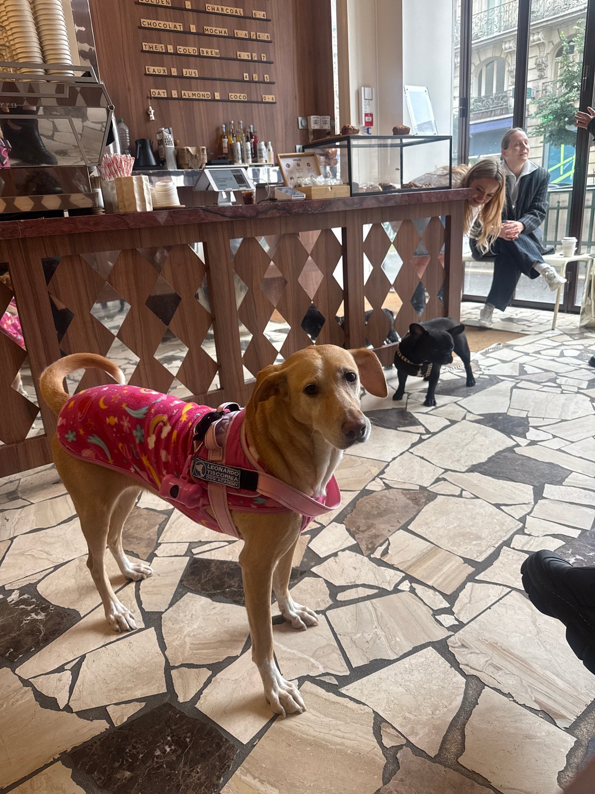 Academy-tagged dog in pink unicorn vest visits Paris cafe