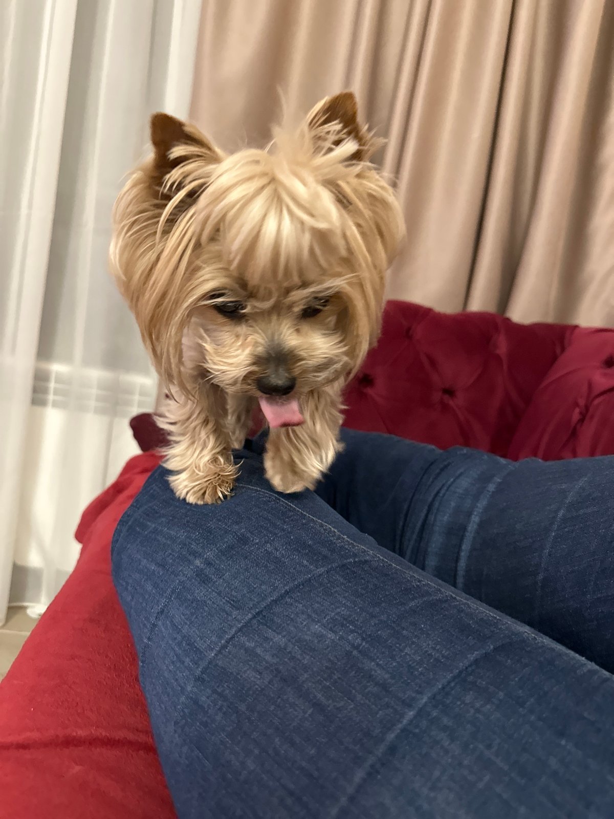 Yorkshire Terrier photographed multiple times in Sofia home