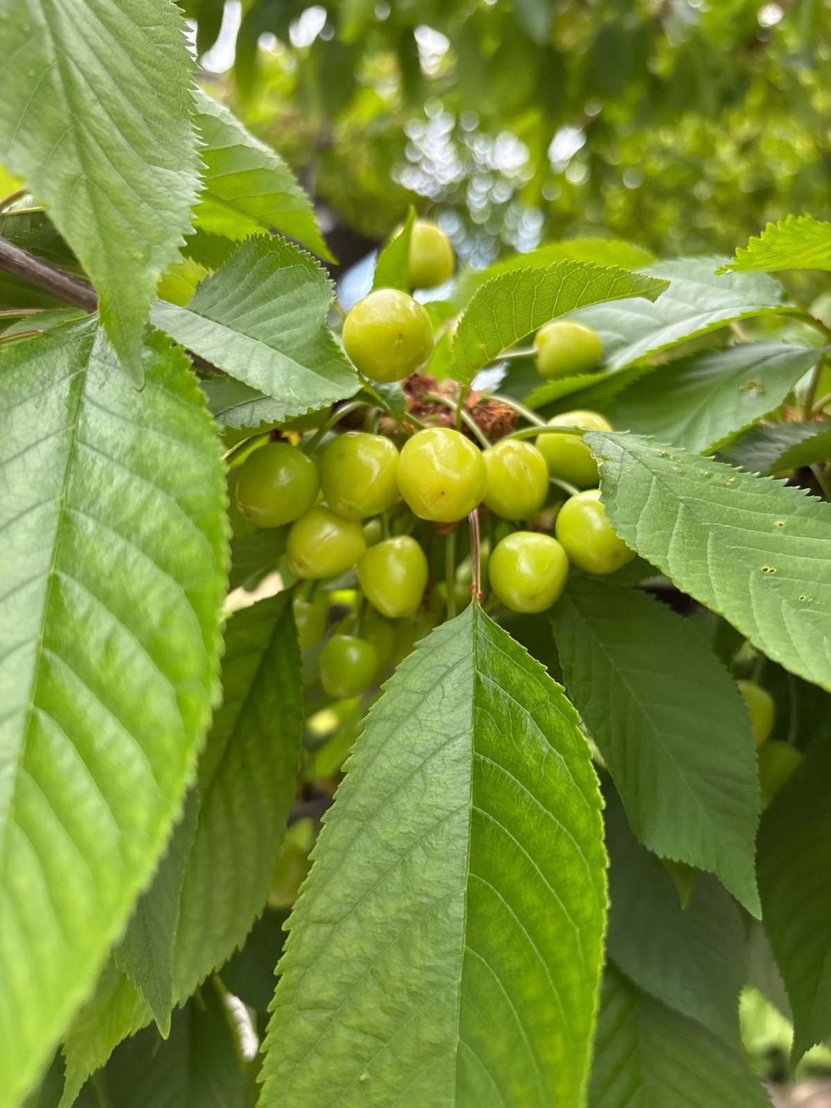 Green cherries spotted ripening on trees in Bulgarian village