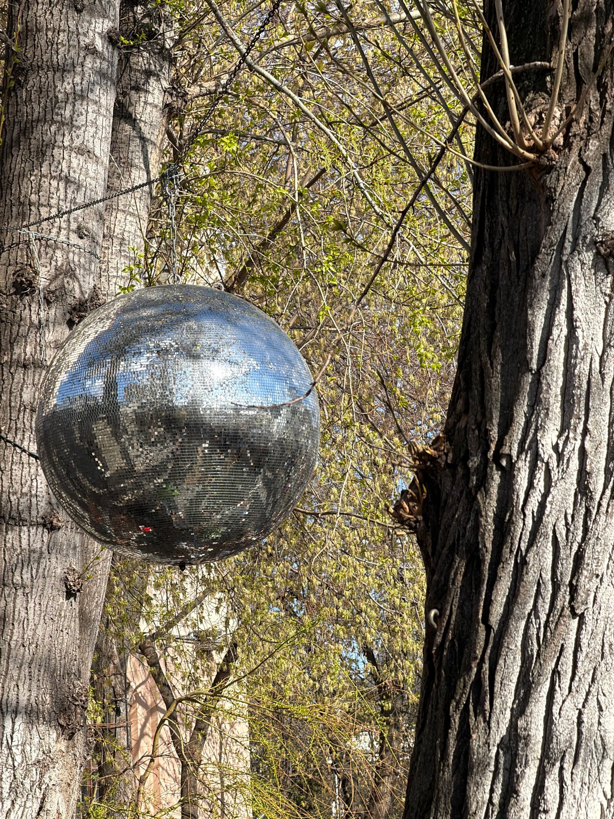 Disco ball hangs from tree branch in Moscow outdoor setting