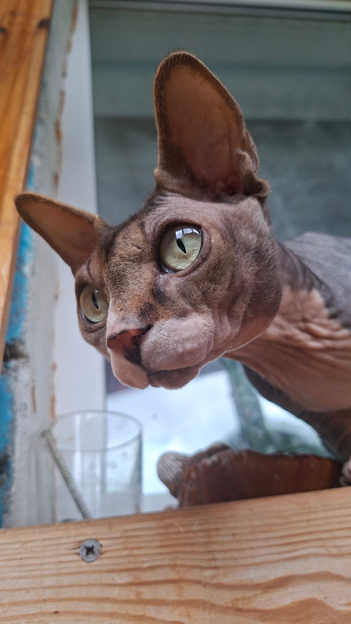 Morning domestic moments with cats documented in Belarus village