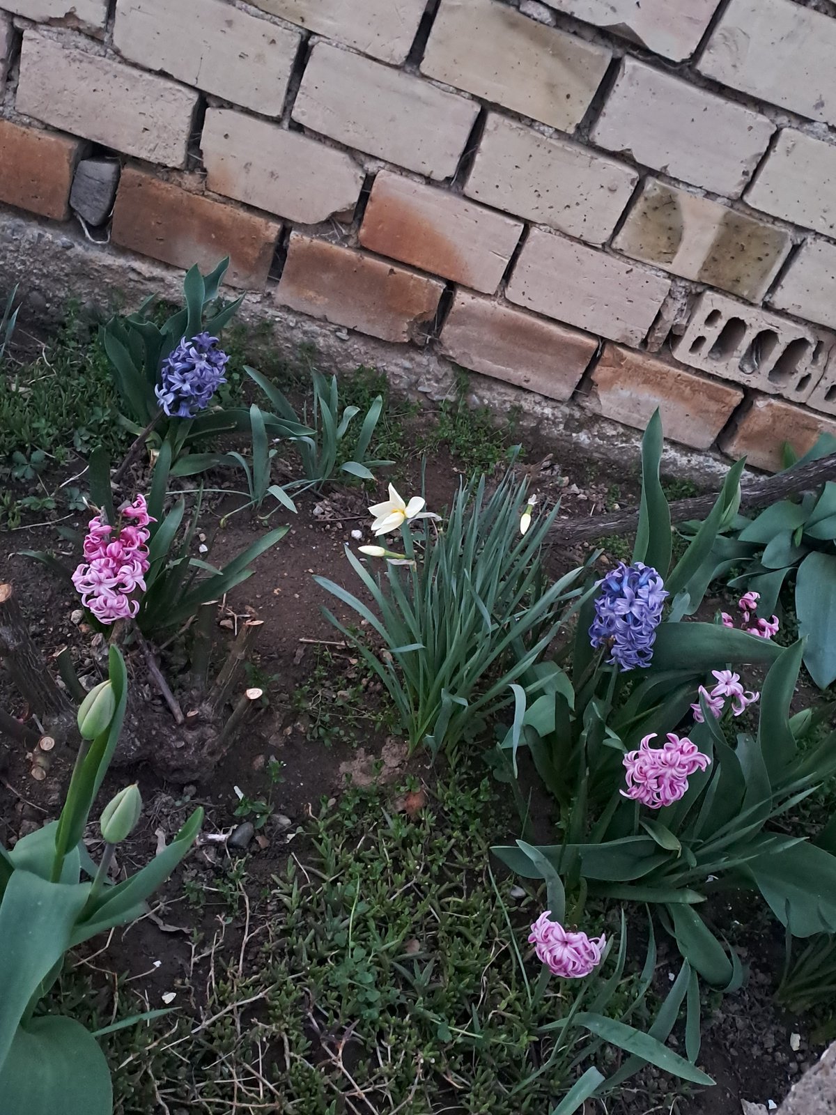 Spring flowers bloom along garden paths in Spanchevtsi, Bulgaria