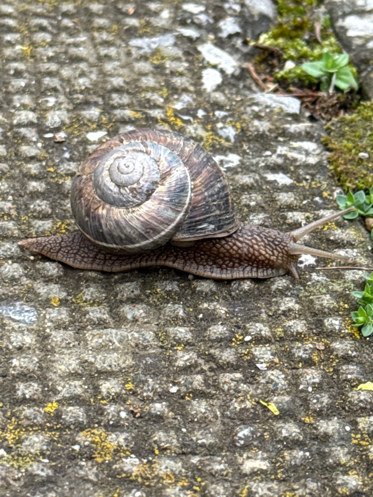 Early morning urban wildlife encounters documented in Sofia