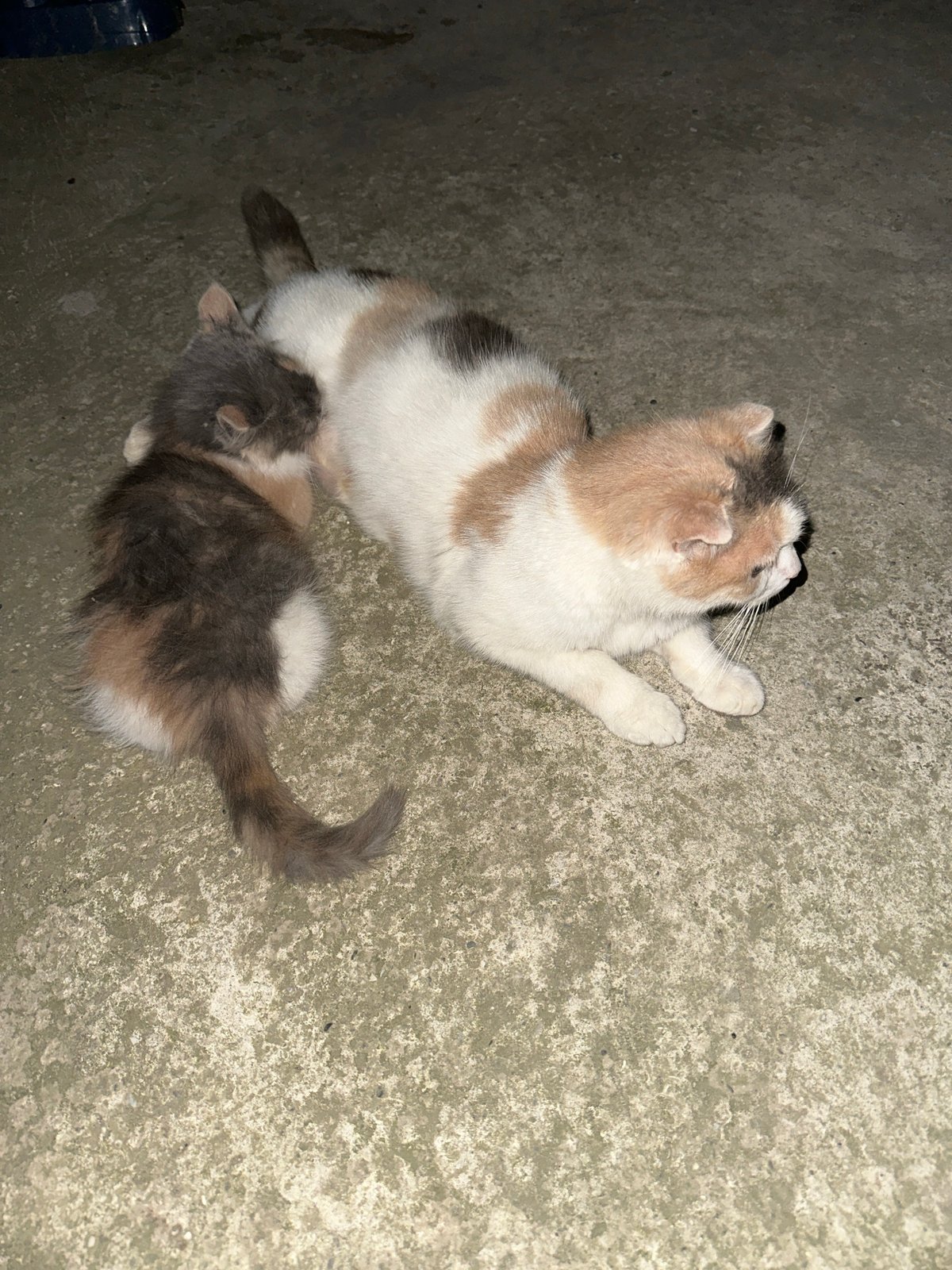 Kittens and cats hanging out in Subutli-Miatli