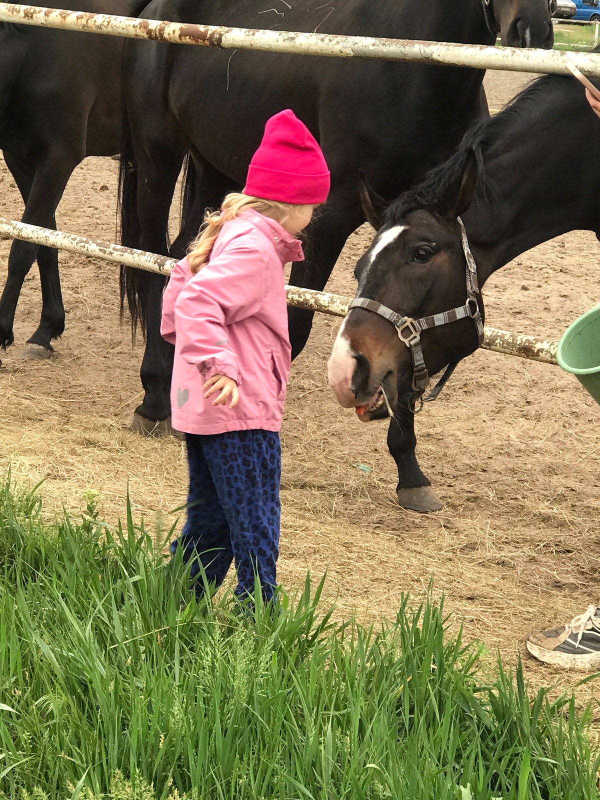 Woman, child feed horses in Kharkiv enclosure
