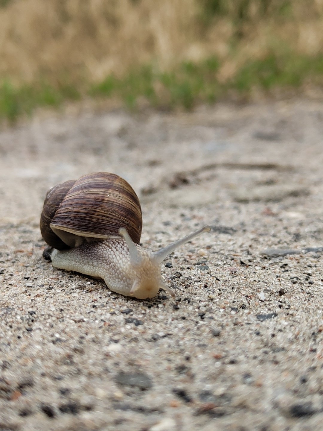 Cats and snails on a slow June morning