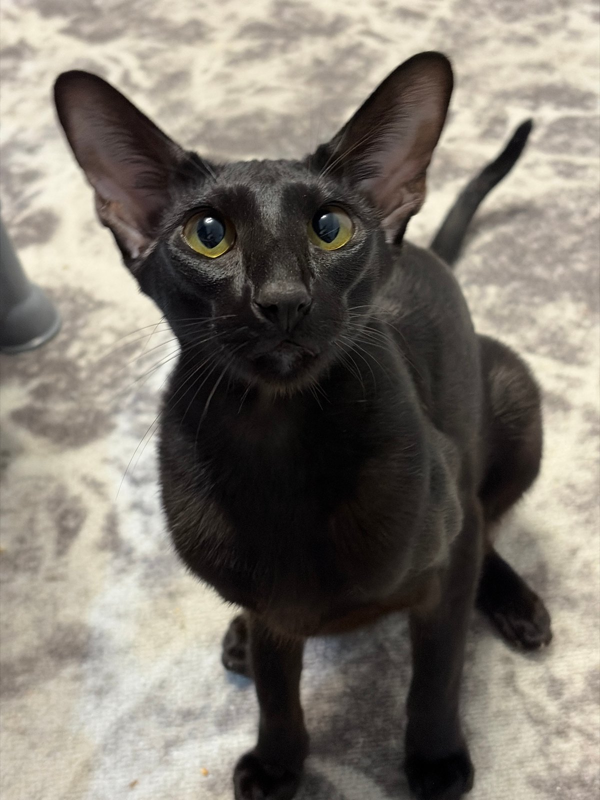 Black cat and bathtime baby: casual home snapshots from Chaikovsky