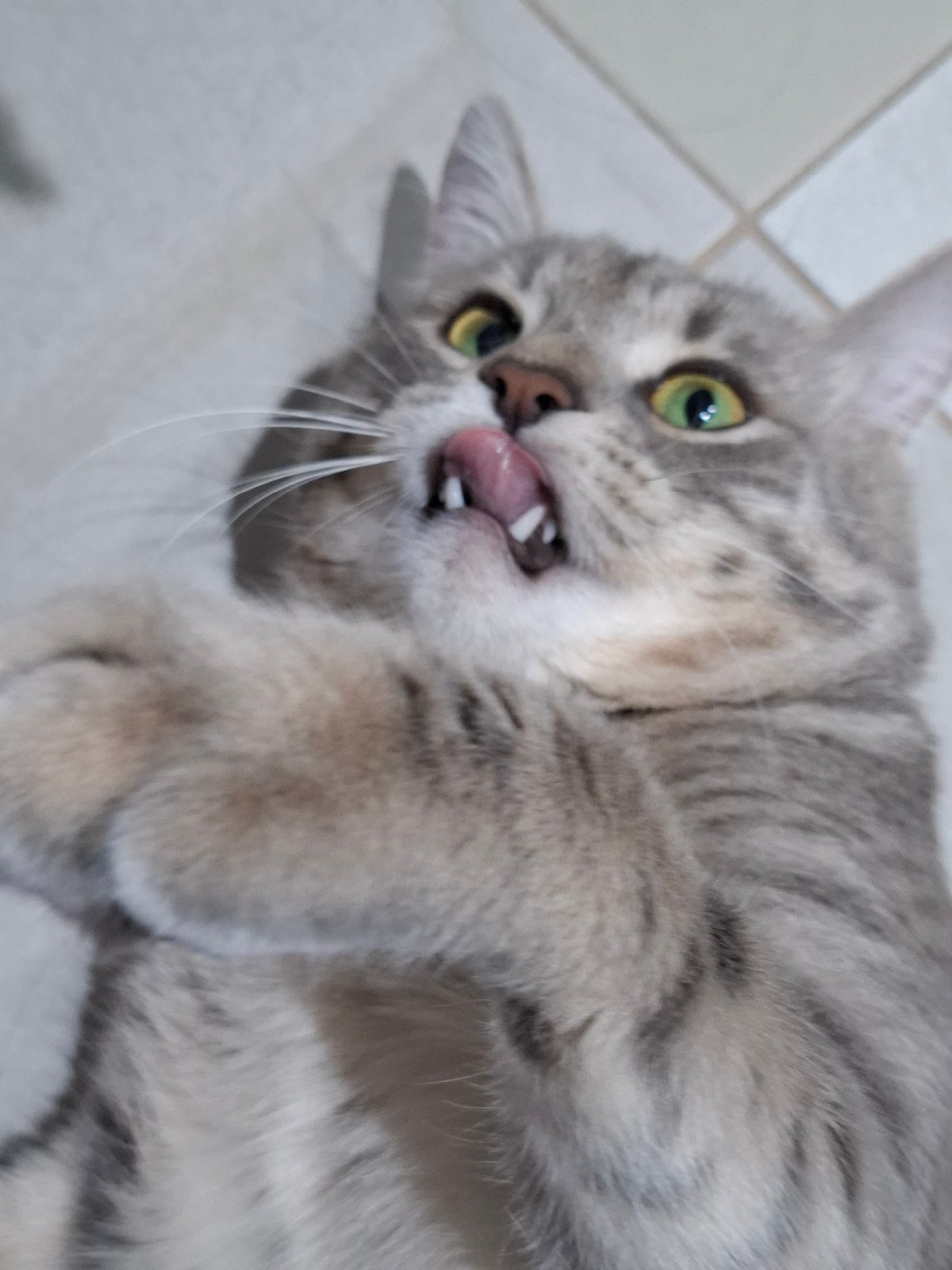 Grey tabby cat documented indoors across multiple positions and settings