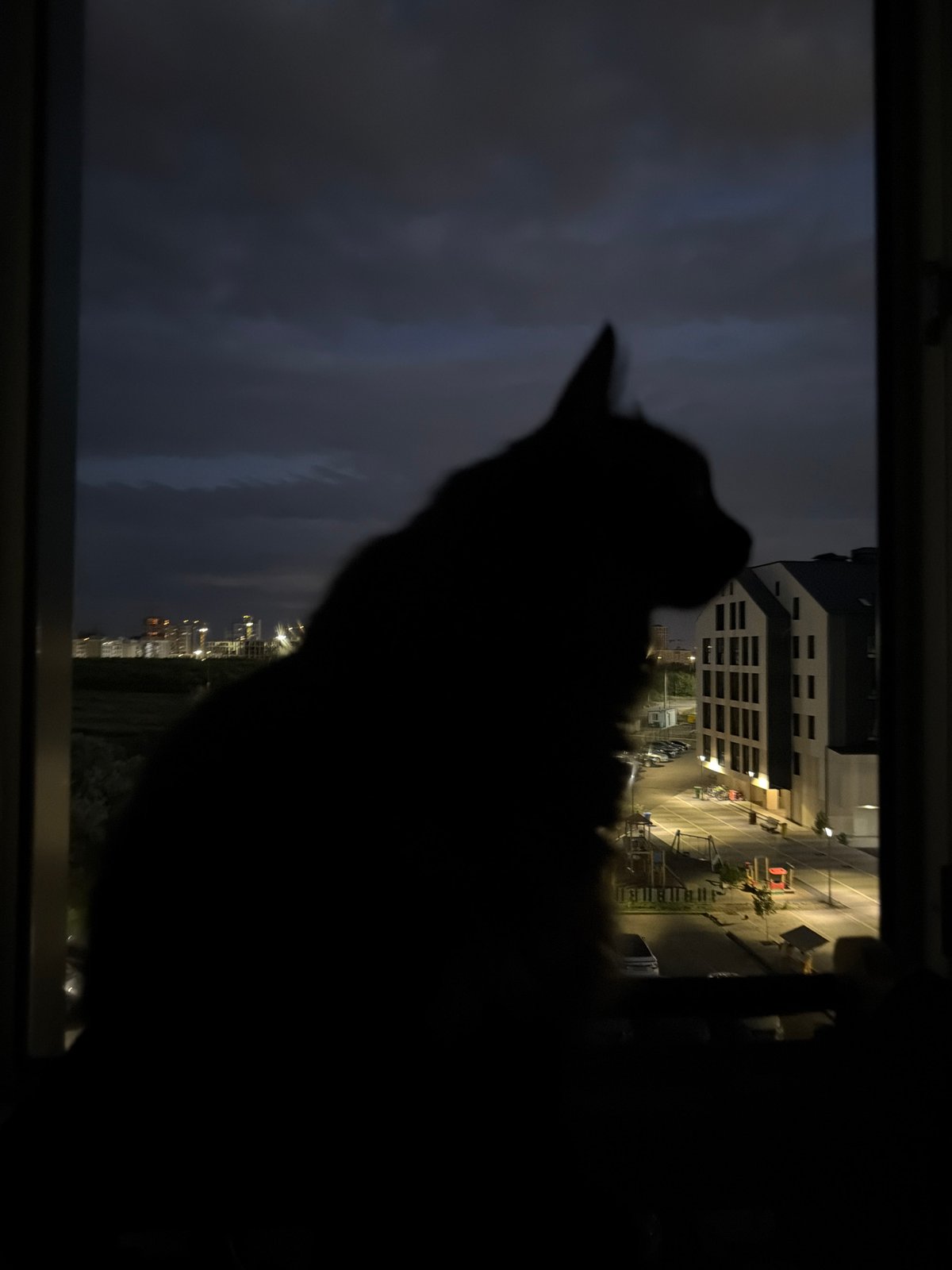 Cat on a windowsill, watching Astana's apartment lights at night