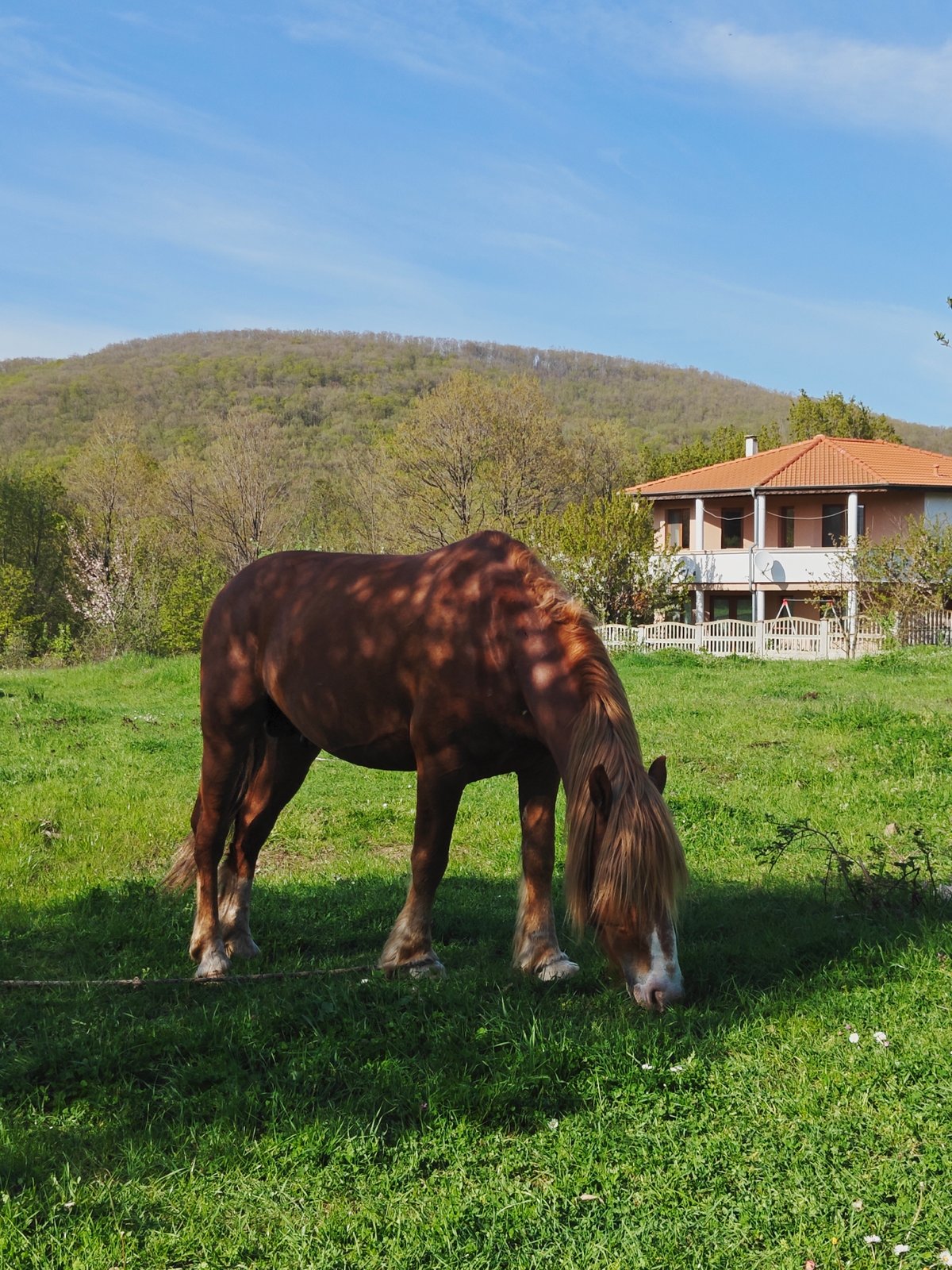 Rural wildlife spotted grazing in Bulgaria countryside