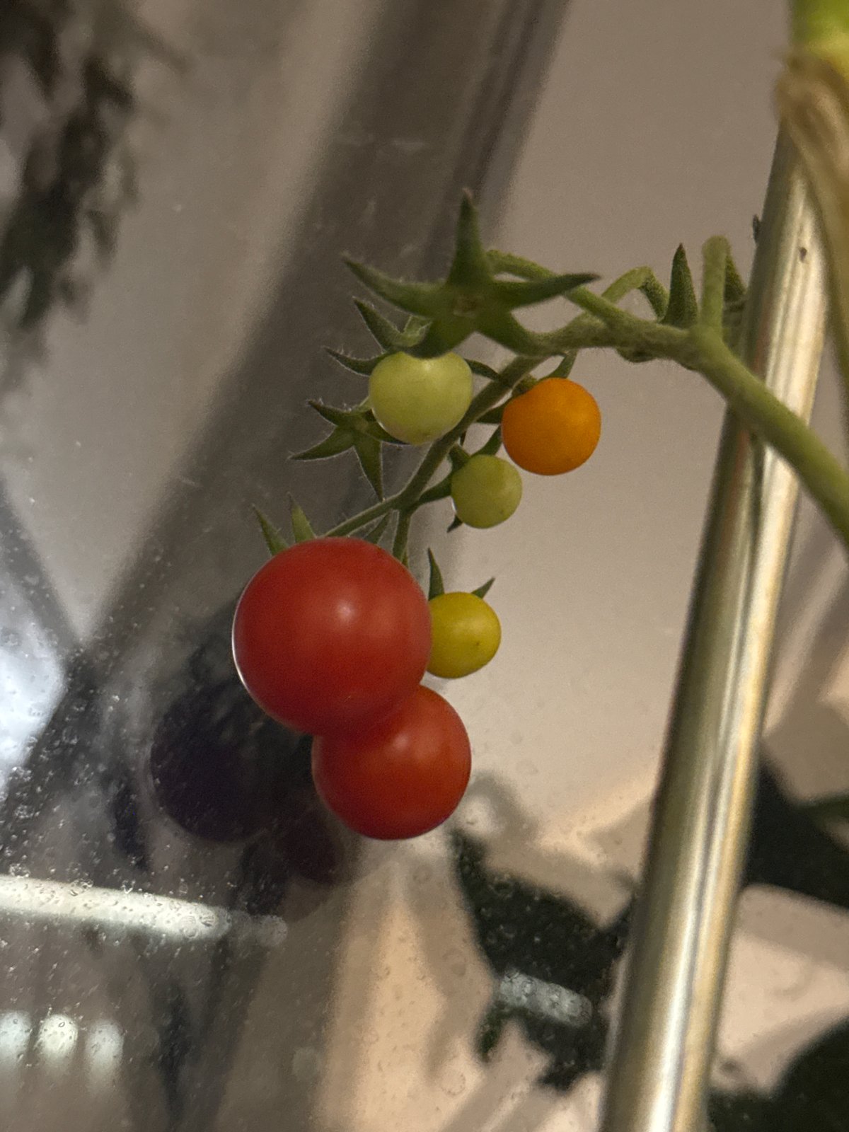 Home garden, décor, and nighttime scenes from one evening