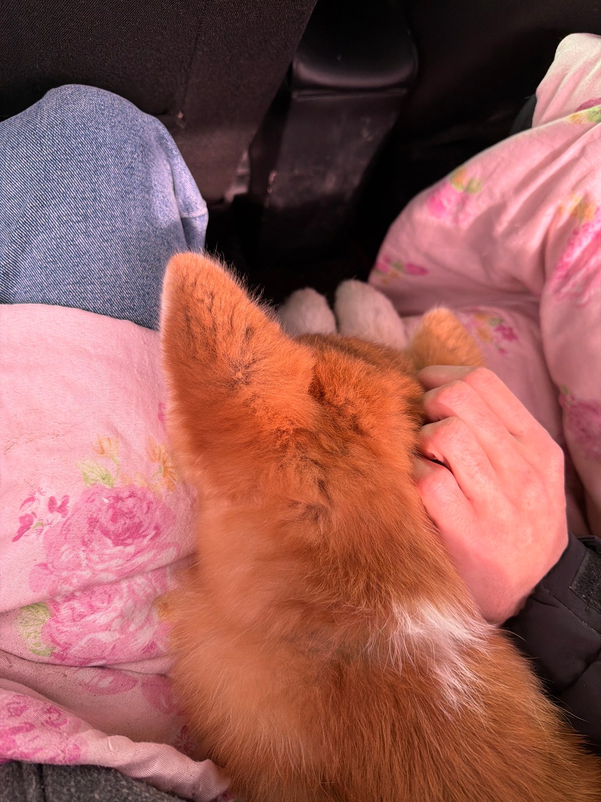 Person holds corgi puppy inside car in Zav'yalovo, Russia