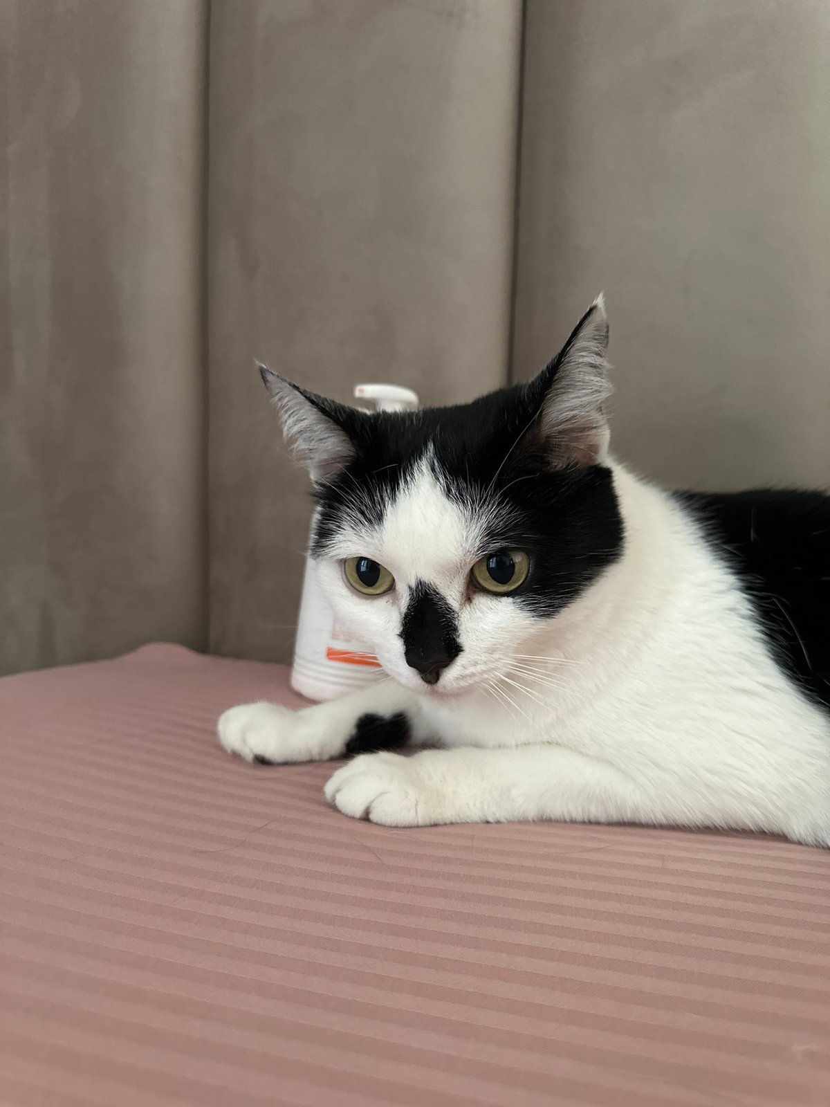 Black and white cat lounging on a pink surface in Kokshetau