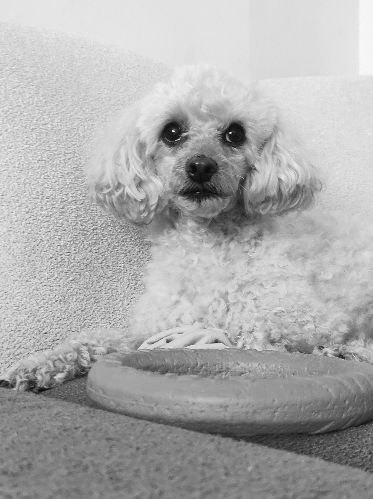 Morning family moments: child, poodle play and reading time