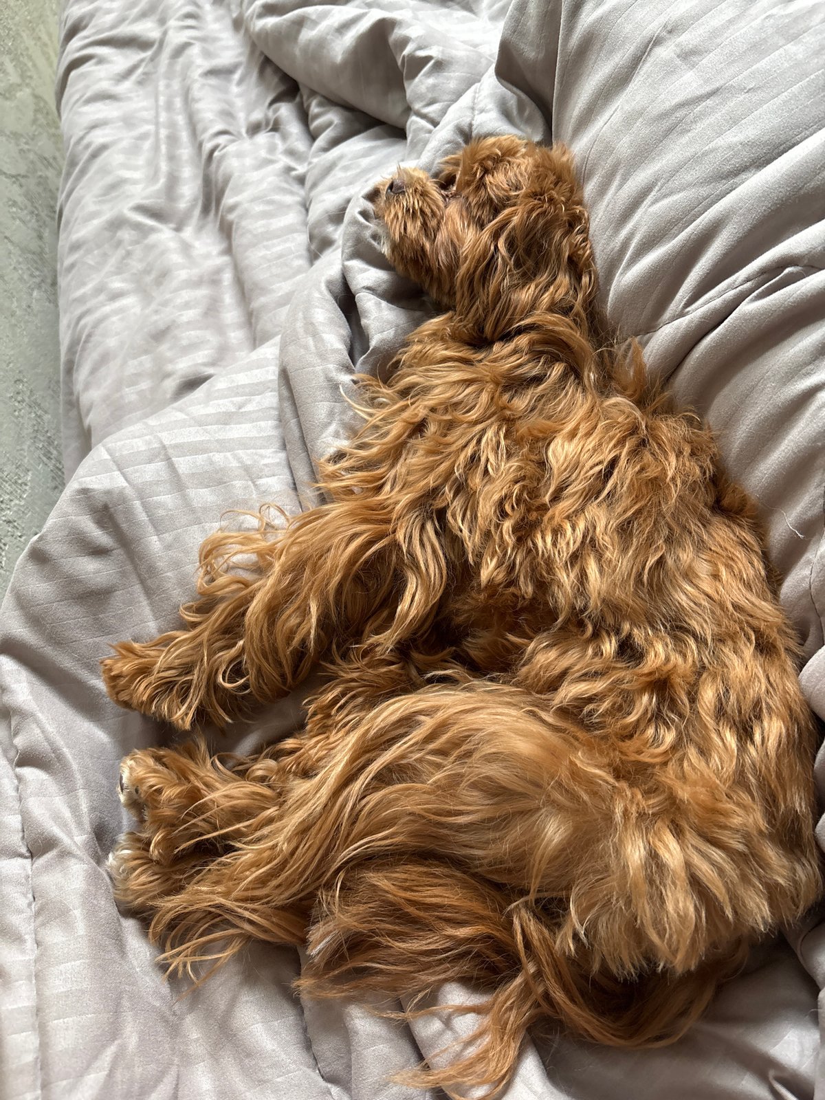 Fluffy dog deep asleep on striped bedding in Khimki