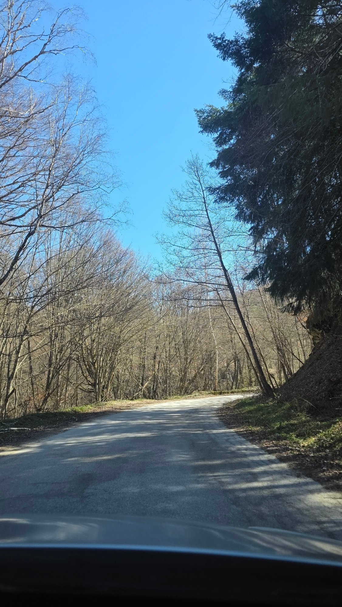 Tree-lined road captured in Blagoevgrad under clear skies
