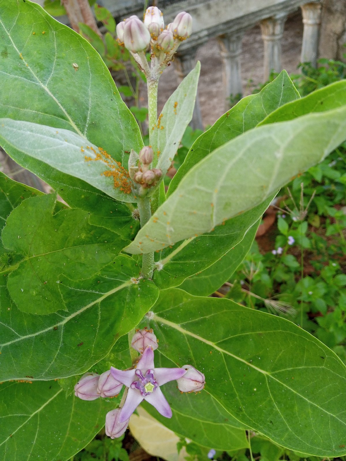 Midnight botanical documentation captures diverse flora in Lhokseumawe, Indonesia