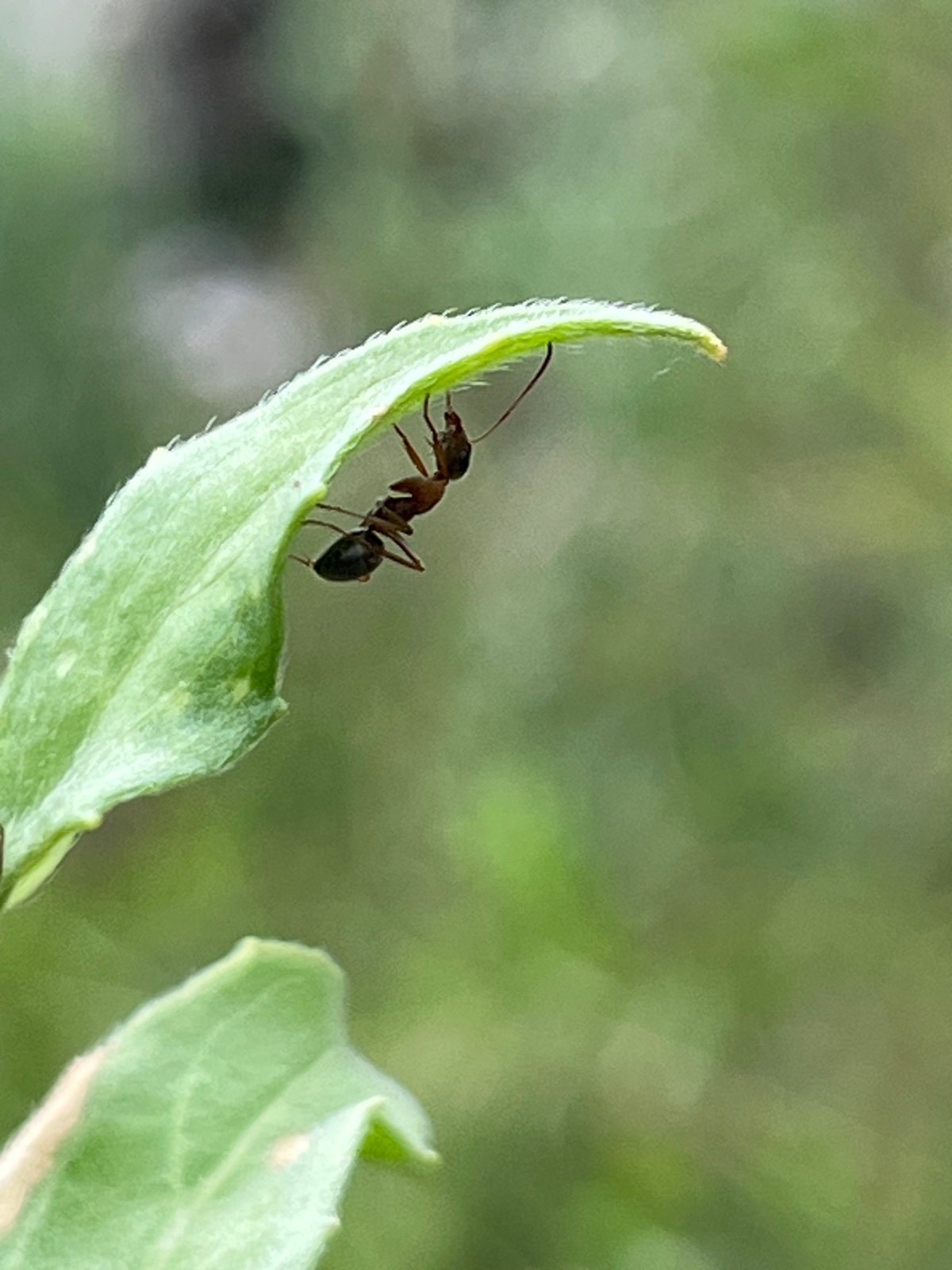 Bugs, blooms, and dogs in a Dnipro green space