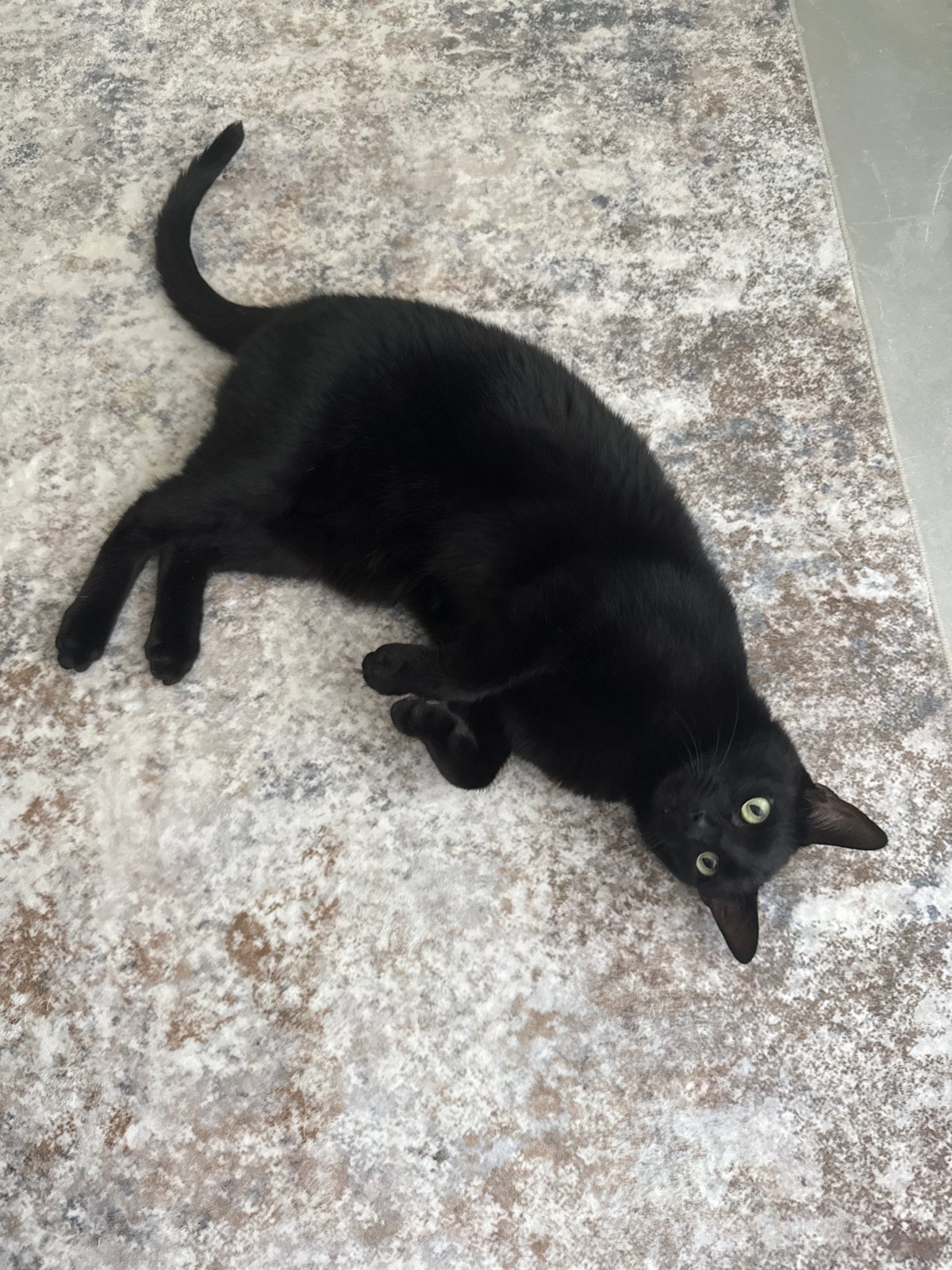 Cat and small object observed in Davie home