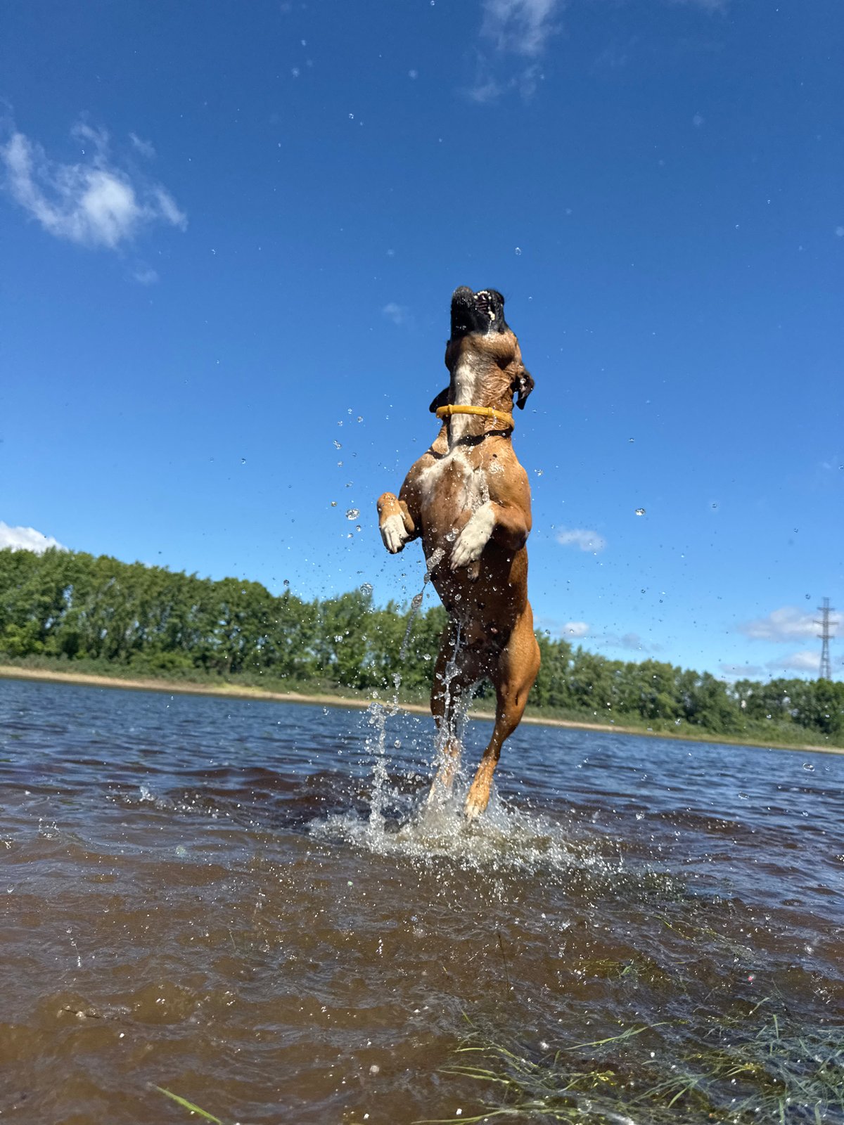 Dog leaps from Kama River near Votkinsk Dam