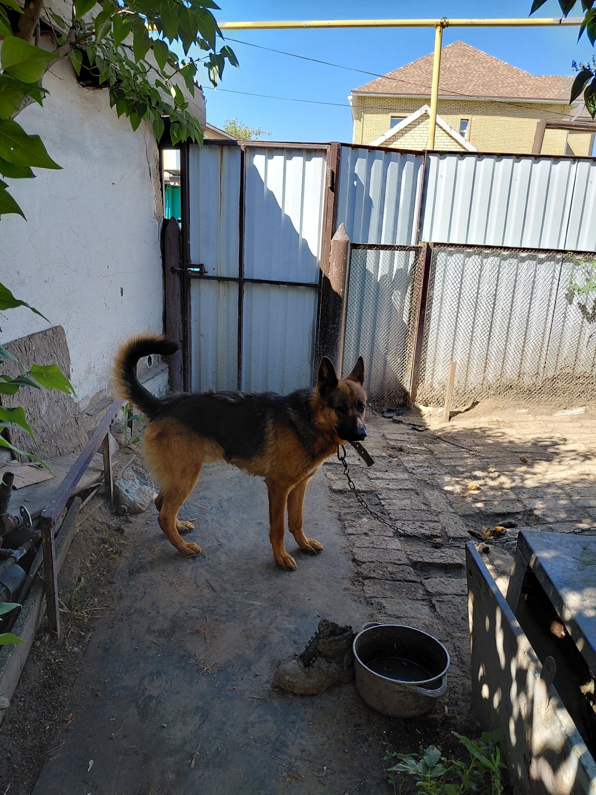 Quiet summer morning in Qarağandı: animals, wildflowers, and street scenes