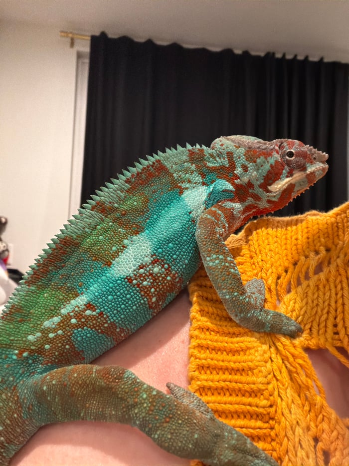 Los Angeles resident bonds with colorful chameleon in early morning encounter