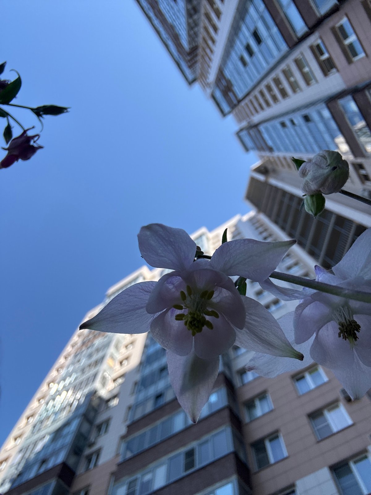 Morning garden photography session captured flowers and portrait in Russia
